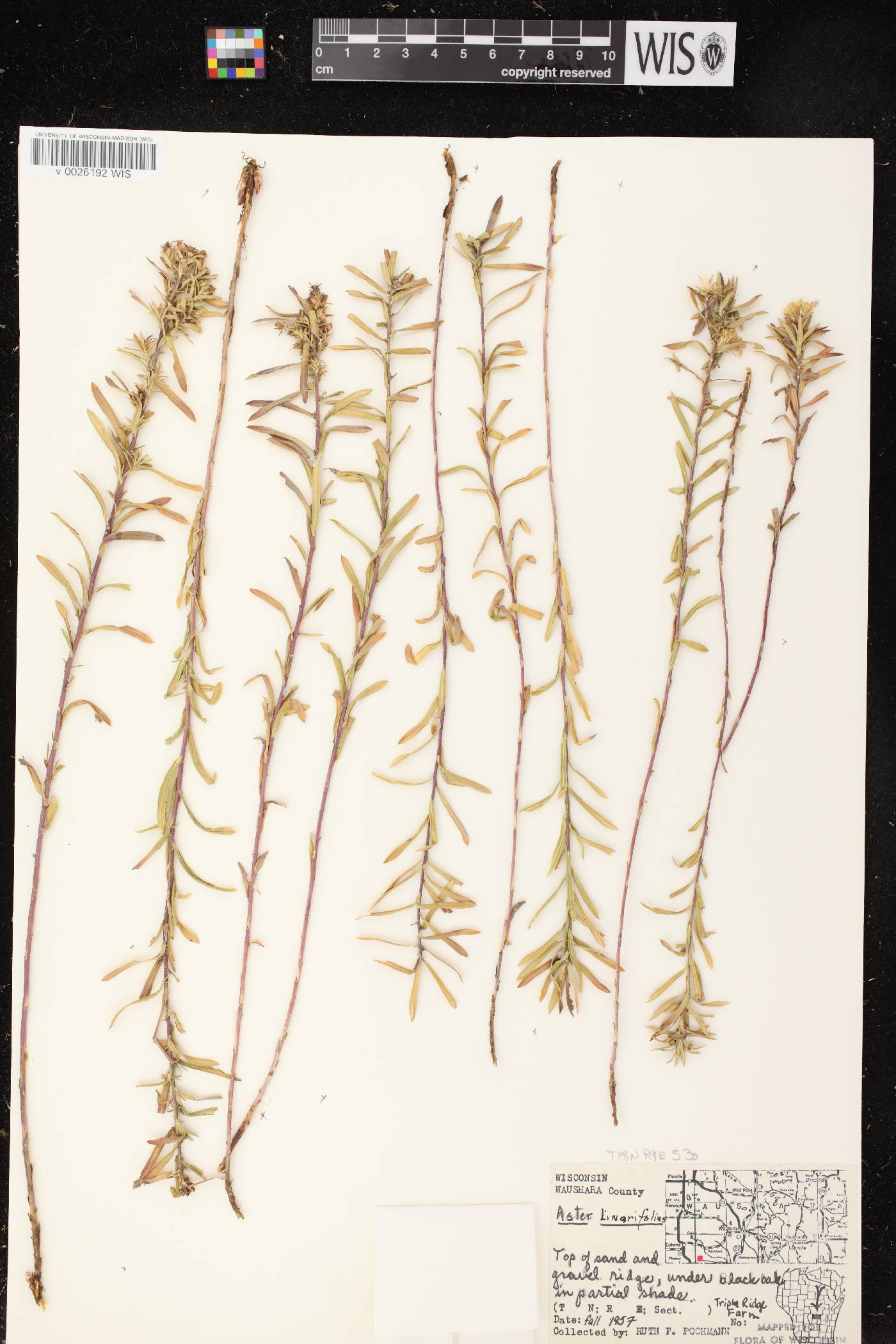 Ionactis linariifolia image