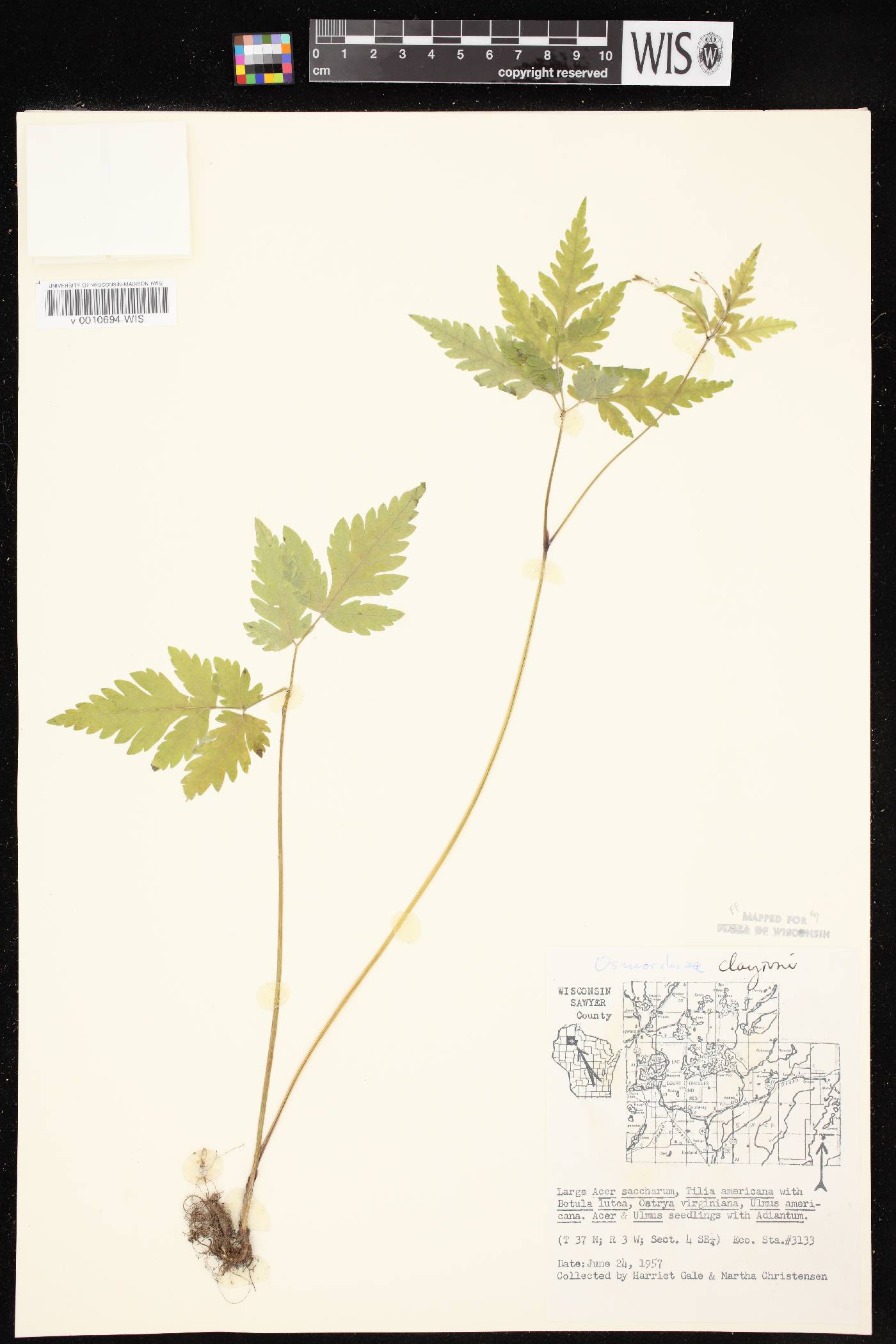 Osmorhiza claytonii image