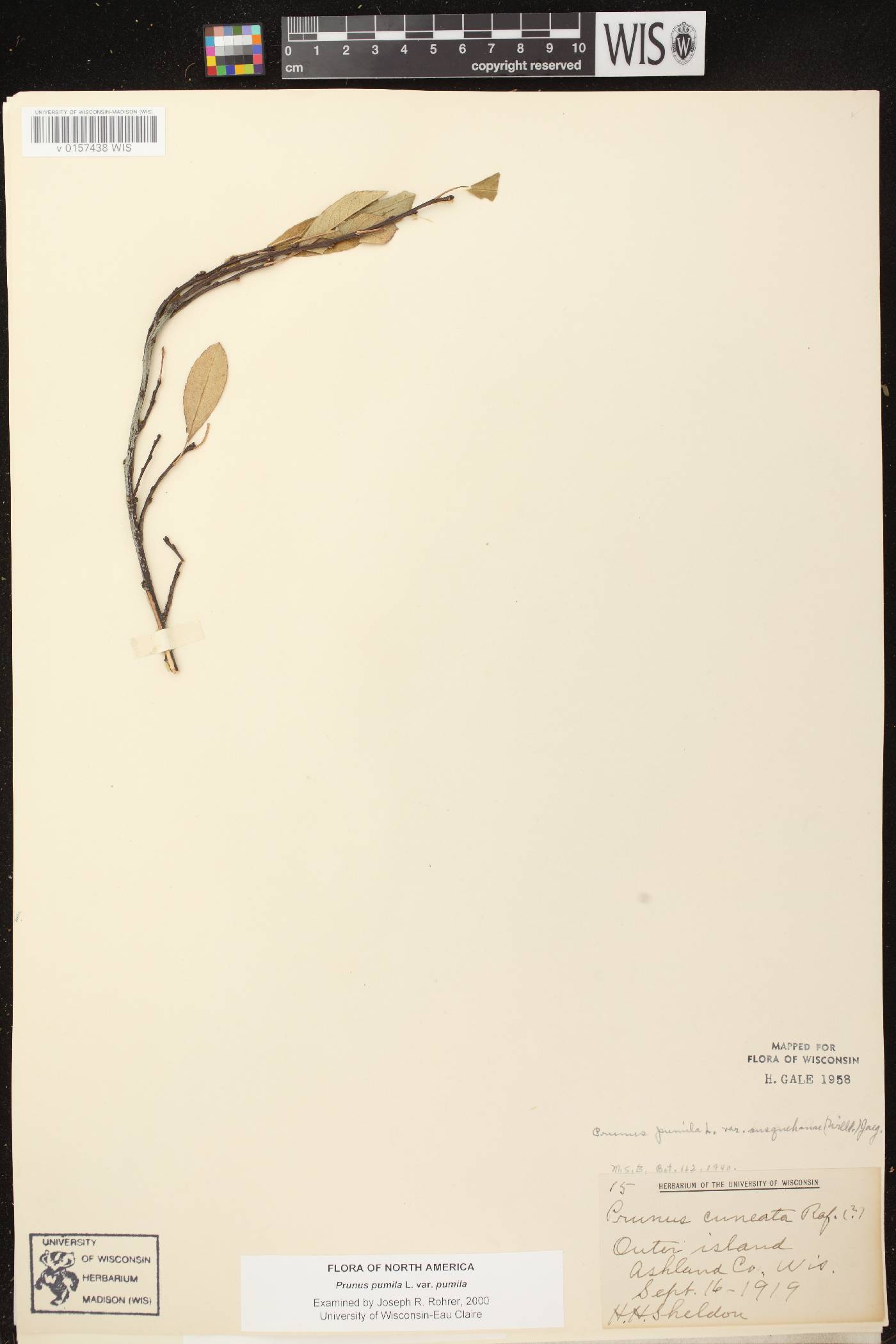 Prunus pumila image