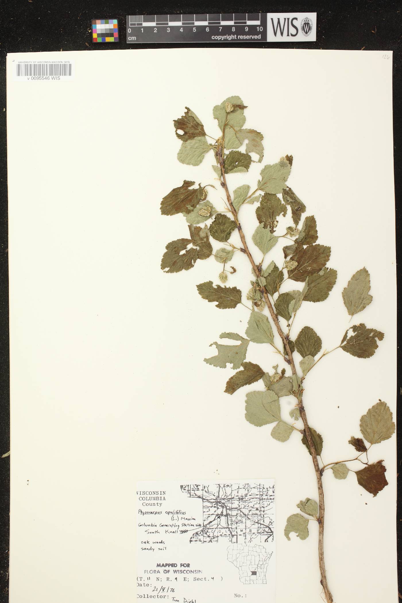 Physocarpus opulifolius image