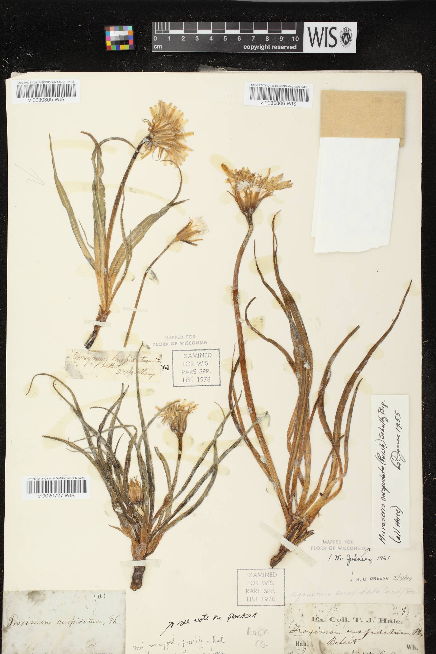 Nothocalais cuspidata image