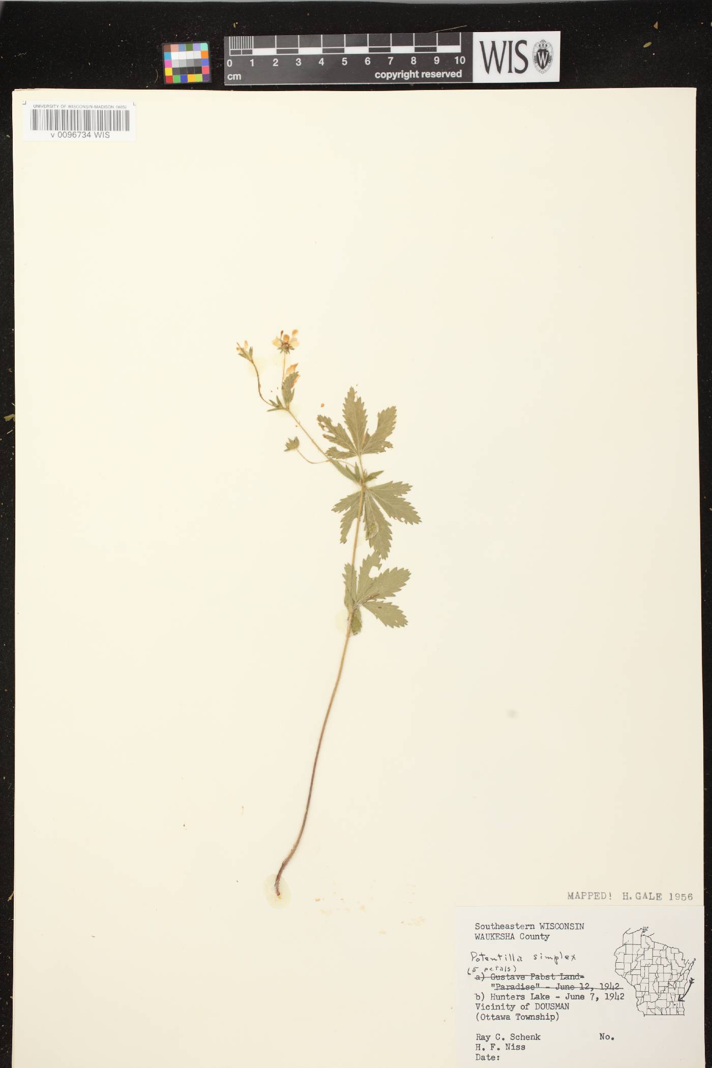 Potentilla simplex image