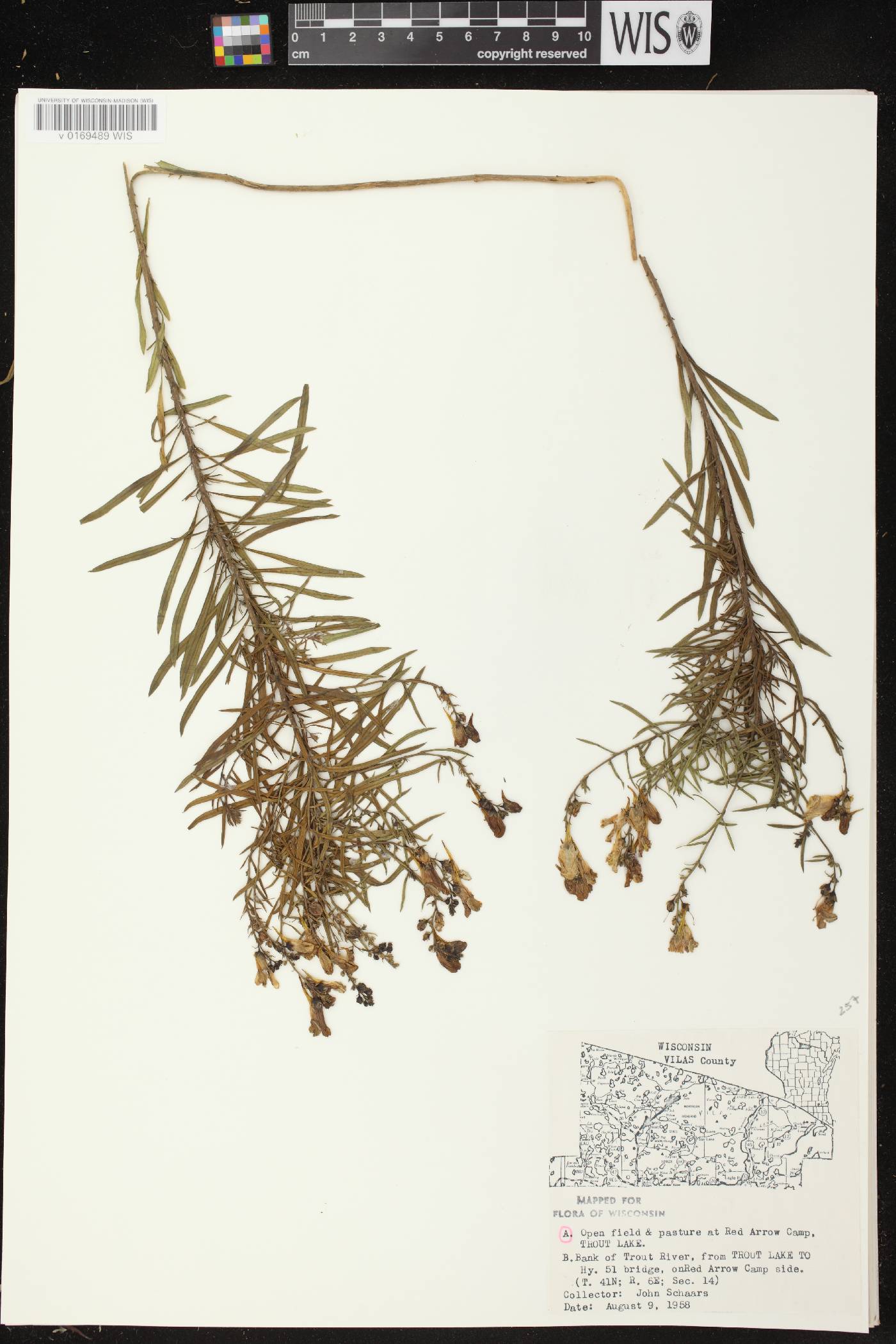 Linaria vulgaris image