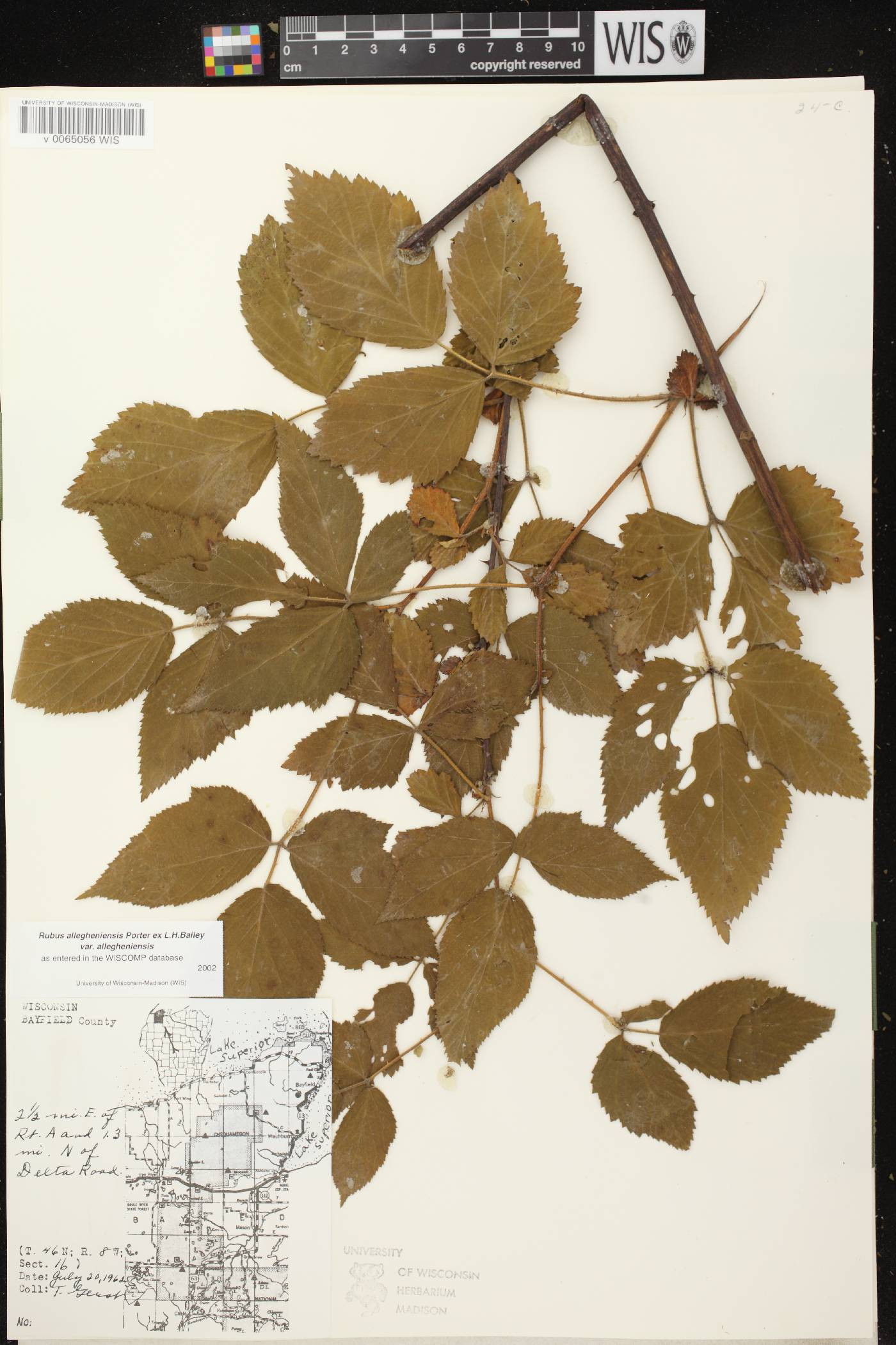 Rubus allegheniensis image