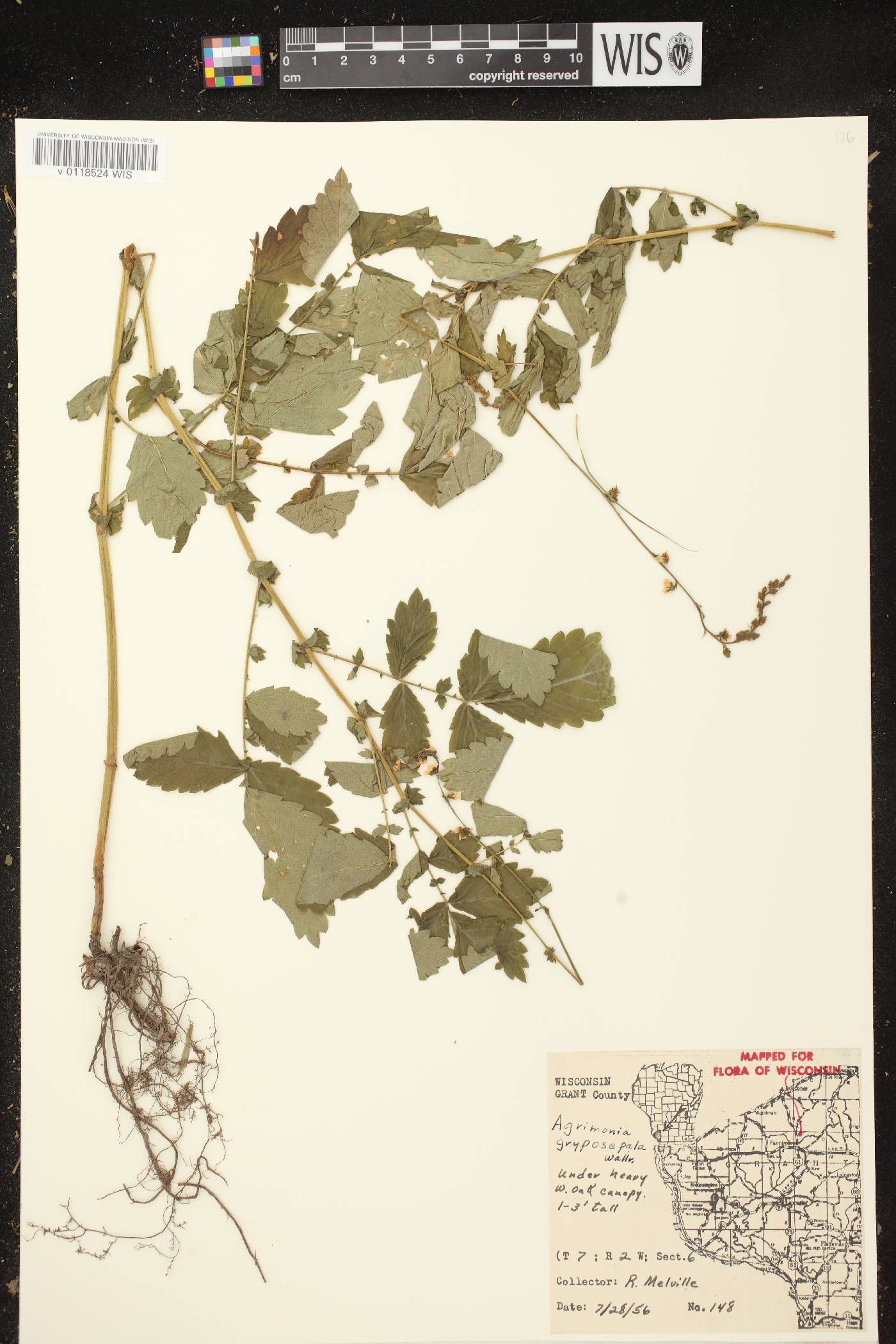Agrimonia gryposepala image
