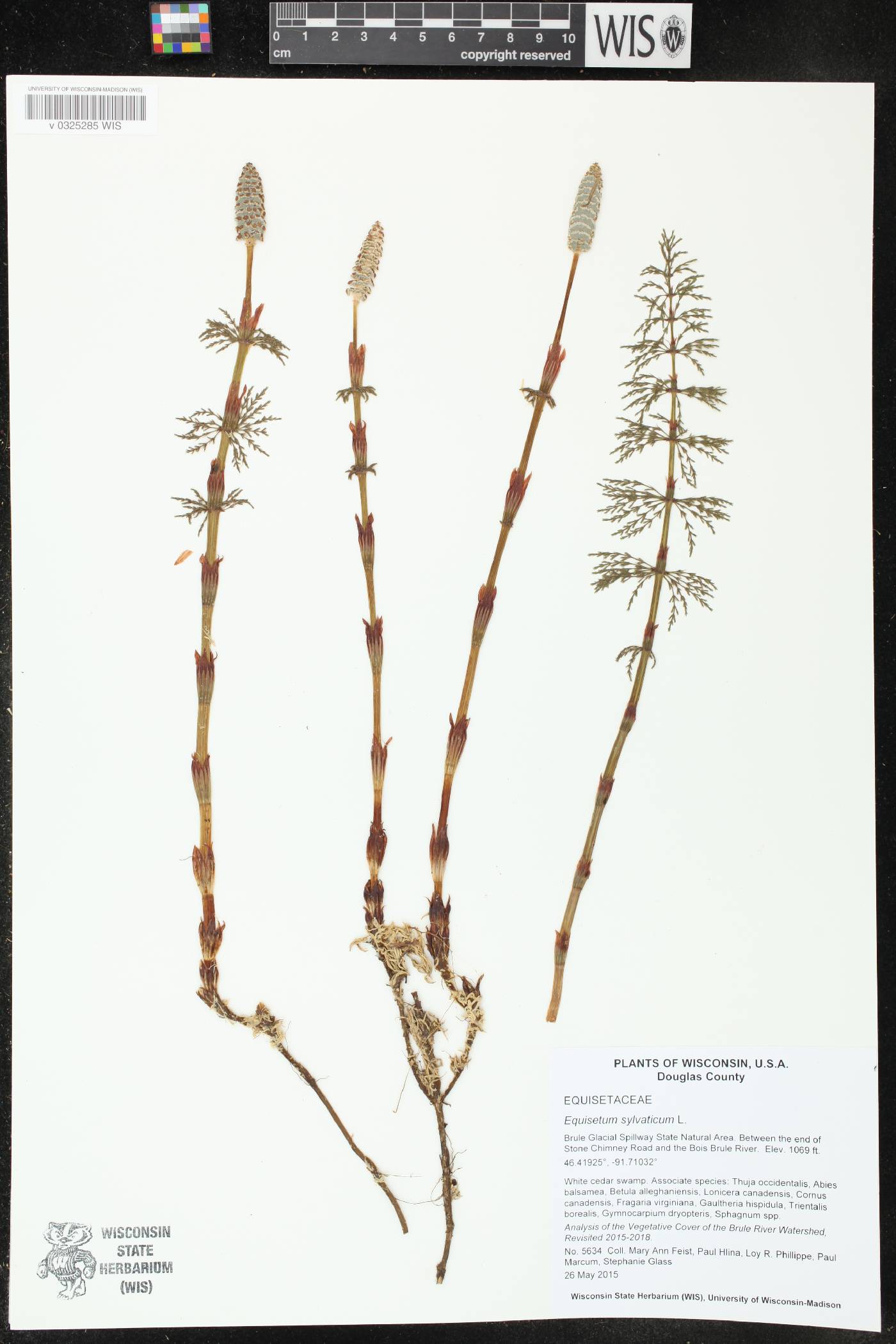 Ribes americanum image