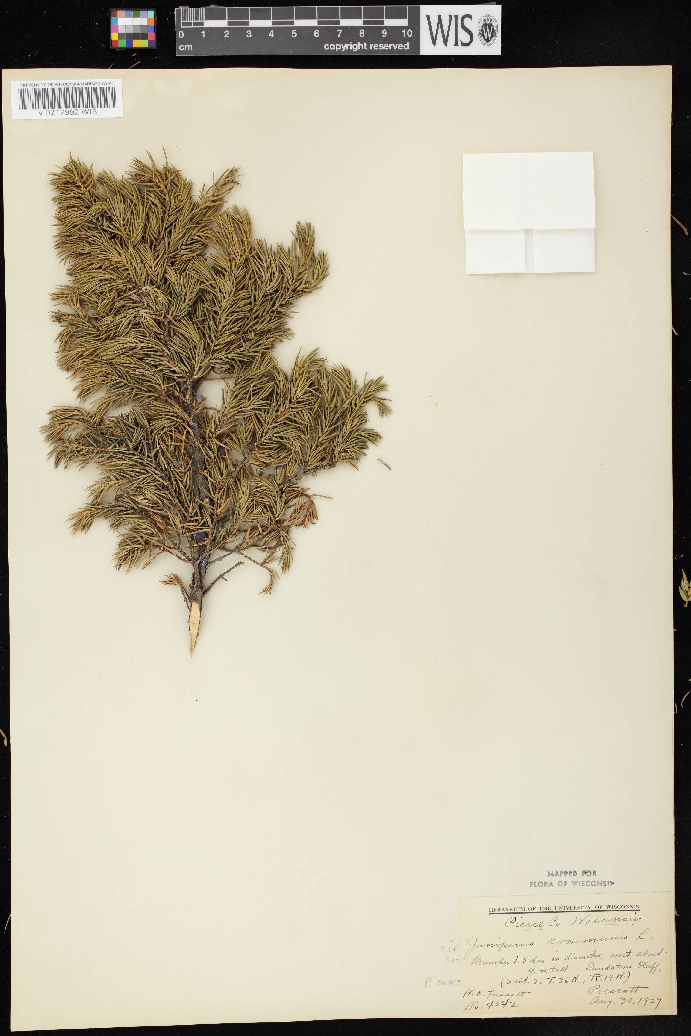 Juniperus communis image