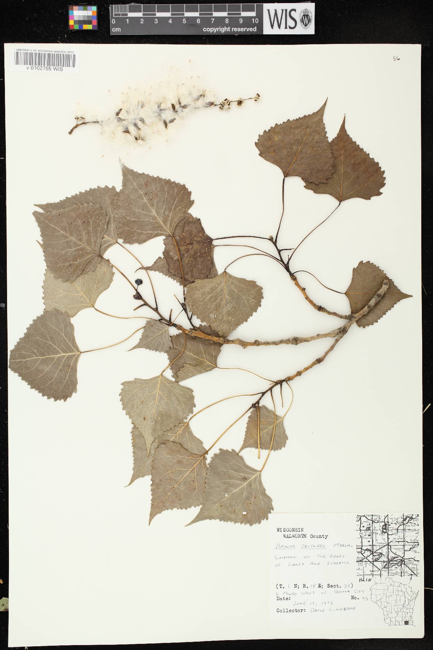 Populus deltoides subsp. monilifera image