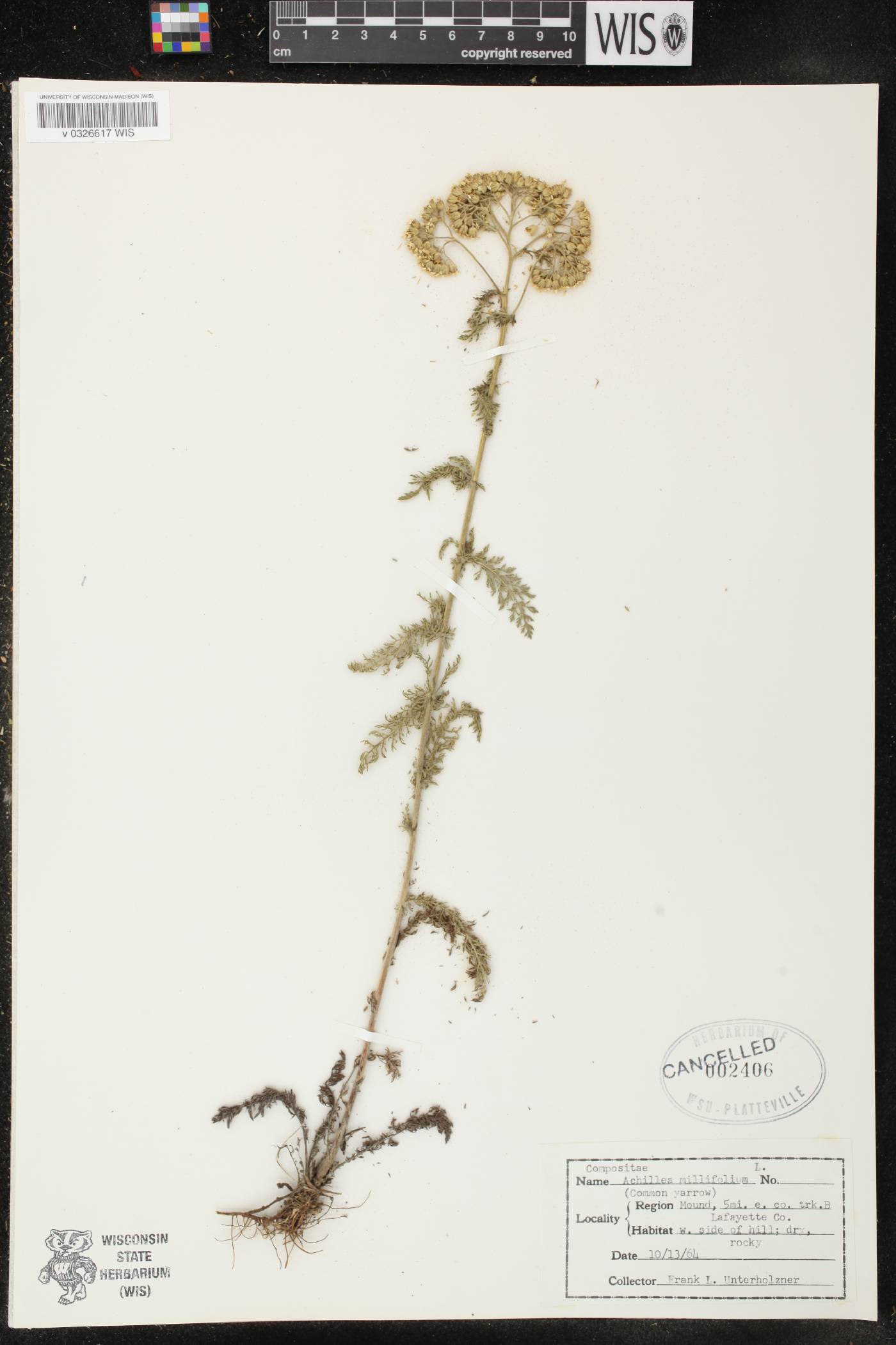 Achillea millefolium image
