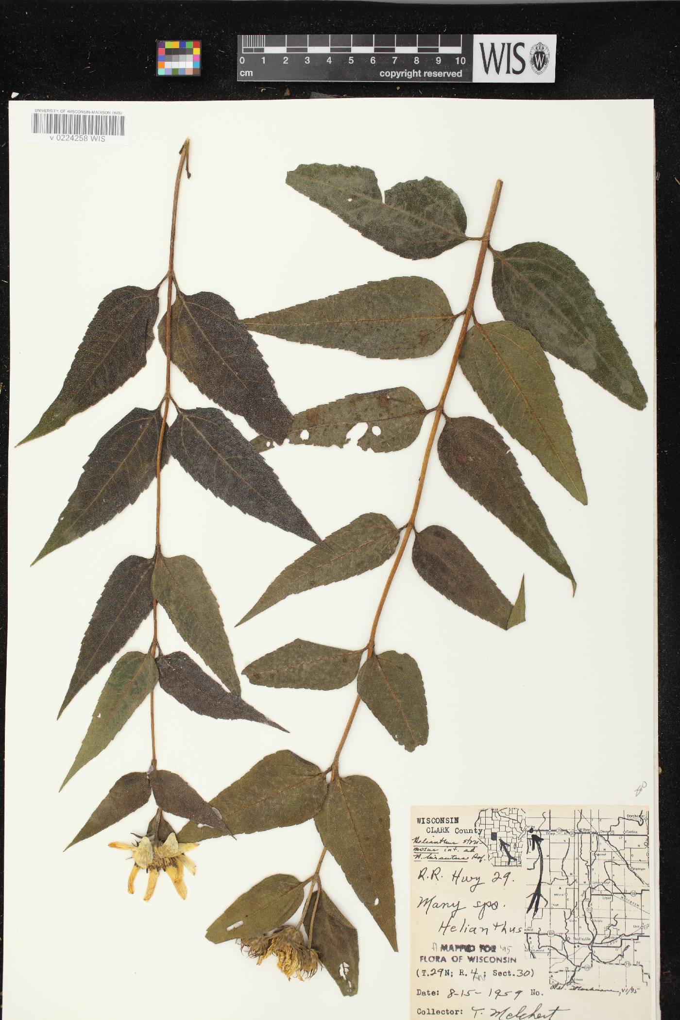 Helianthus strumosus image