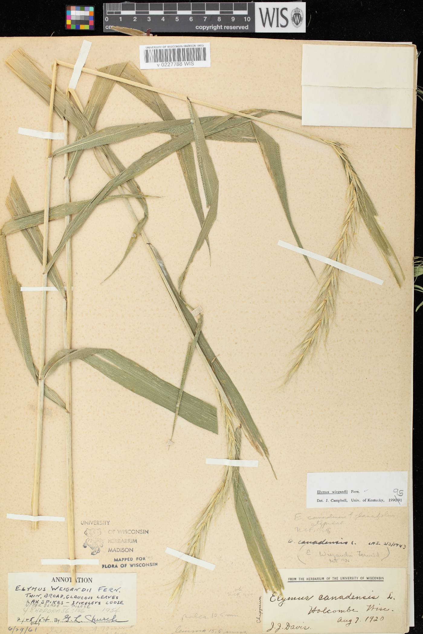 Elymus wiegandii image