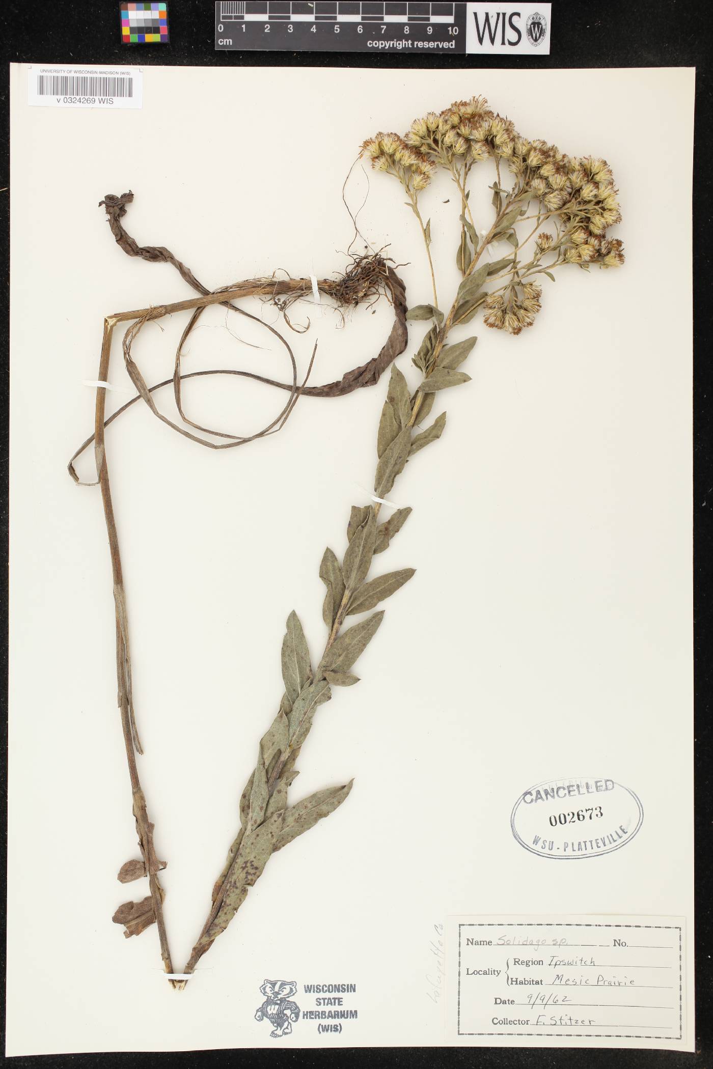 Solidago rigida image