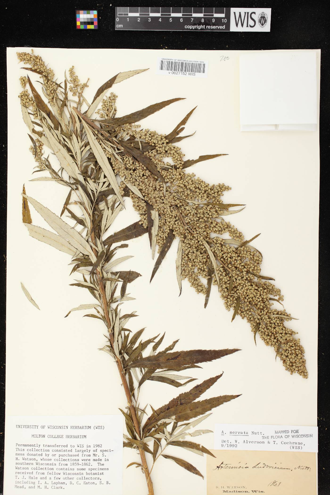 Artemisia serrata image