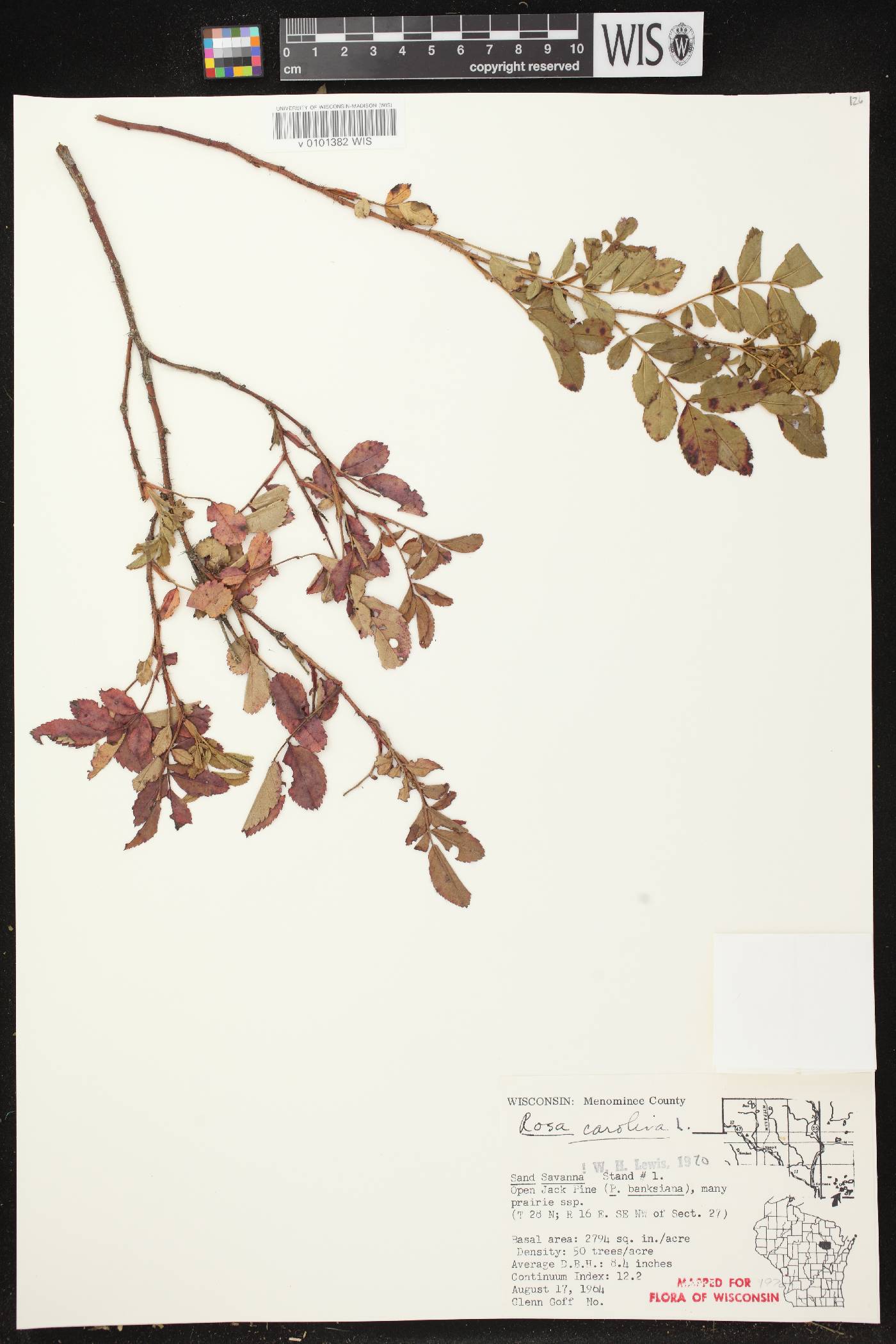 Rosa carolina image
