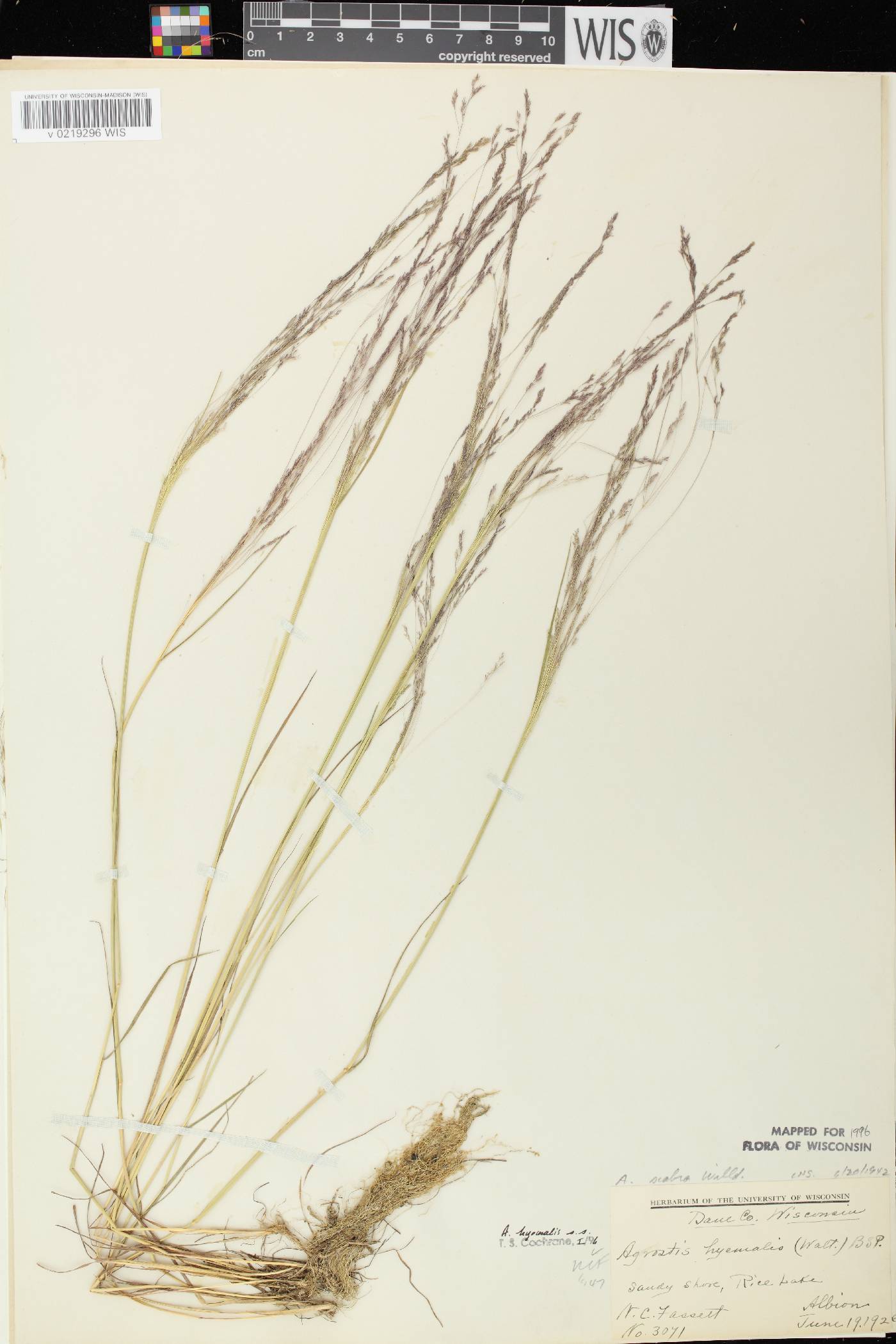 Agrostis hyemalis image