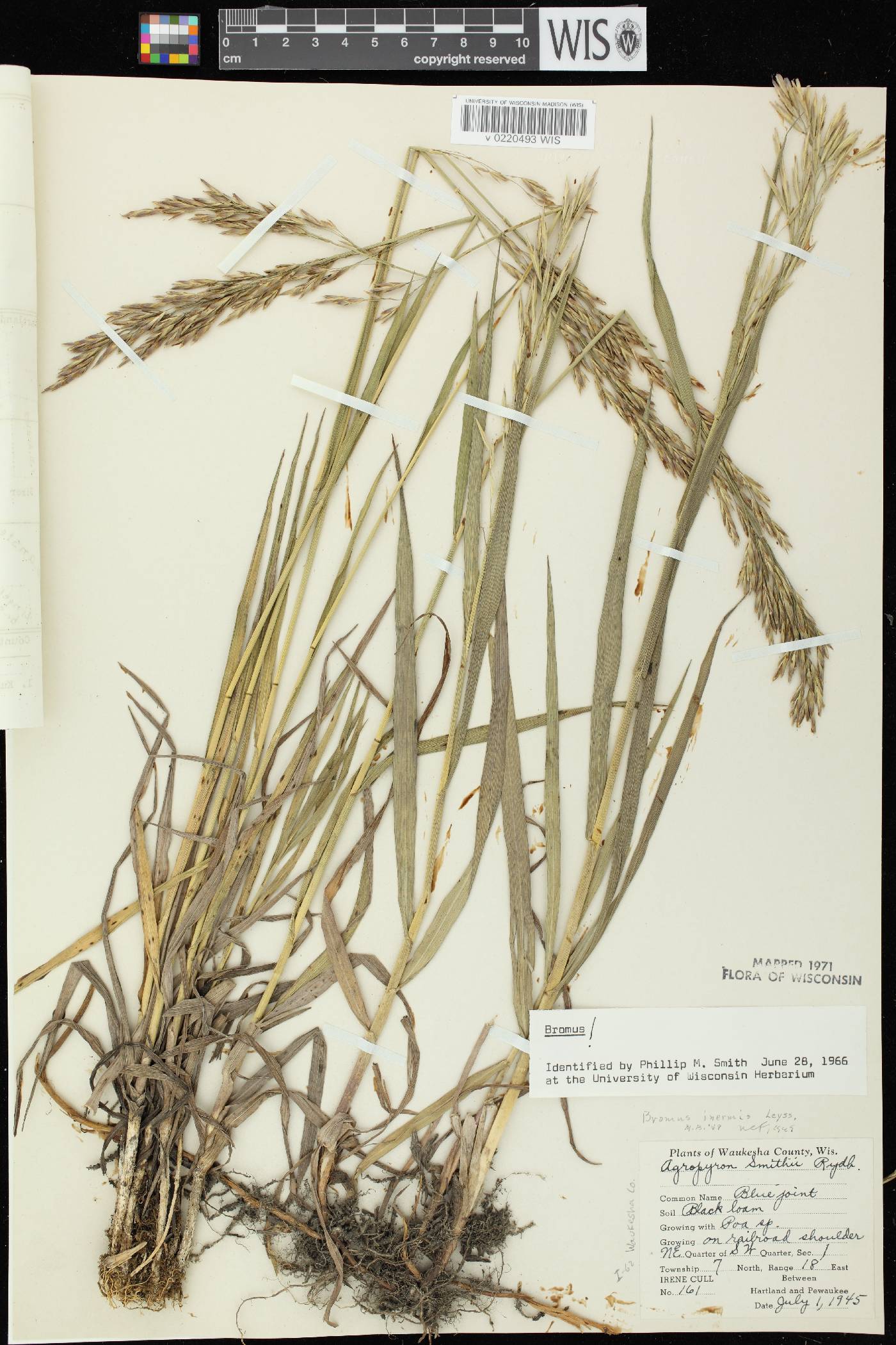 Bromus inermis image