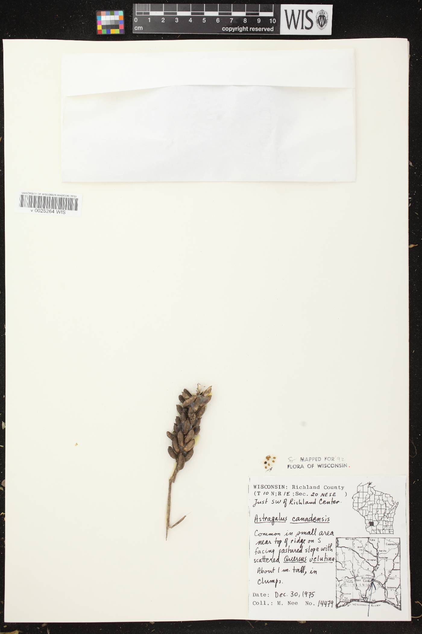 Astragalus canadensis var. canadensis image