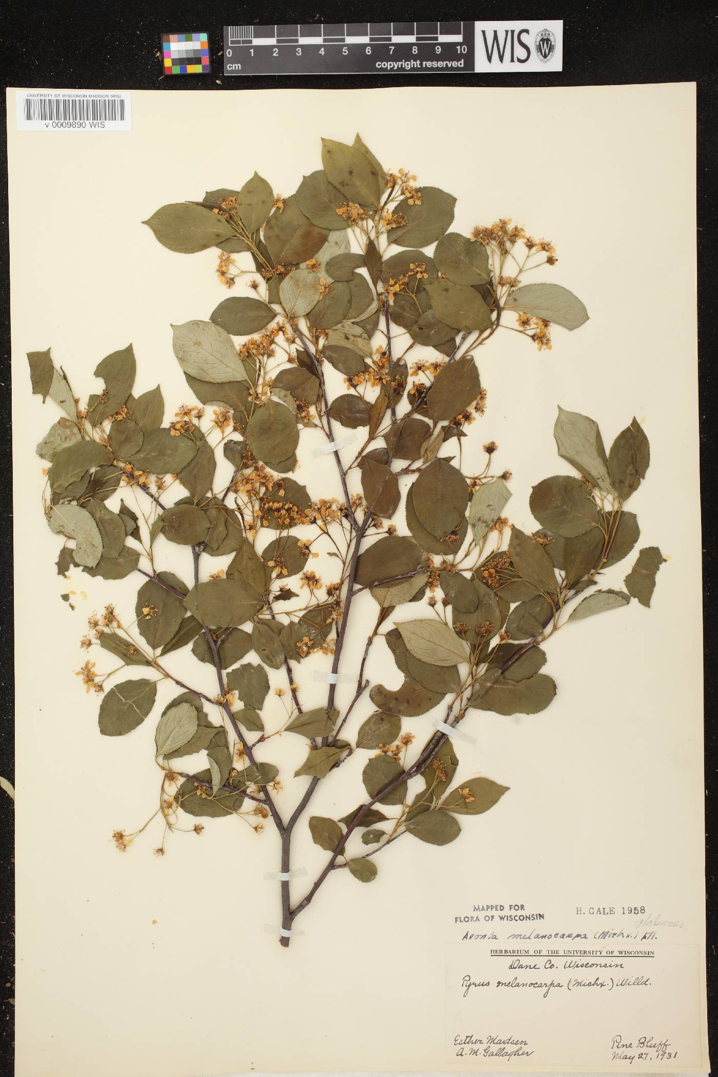 Aronia x prunifolia image