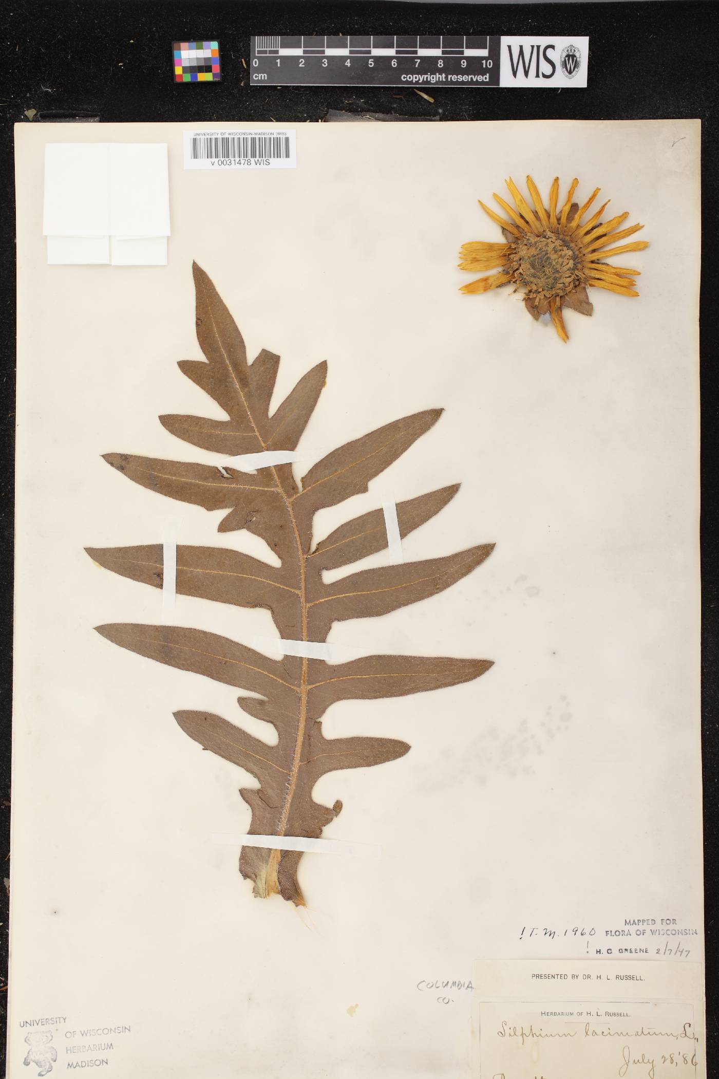 Silphium laciniatum image