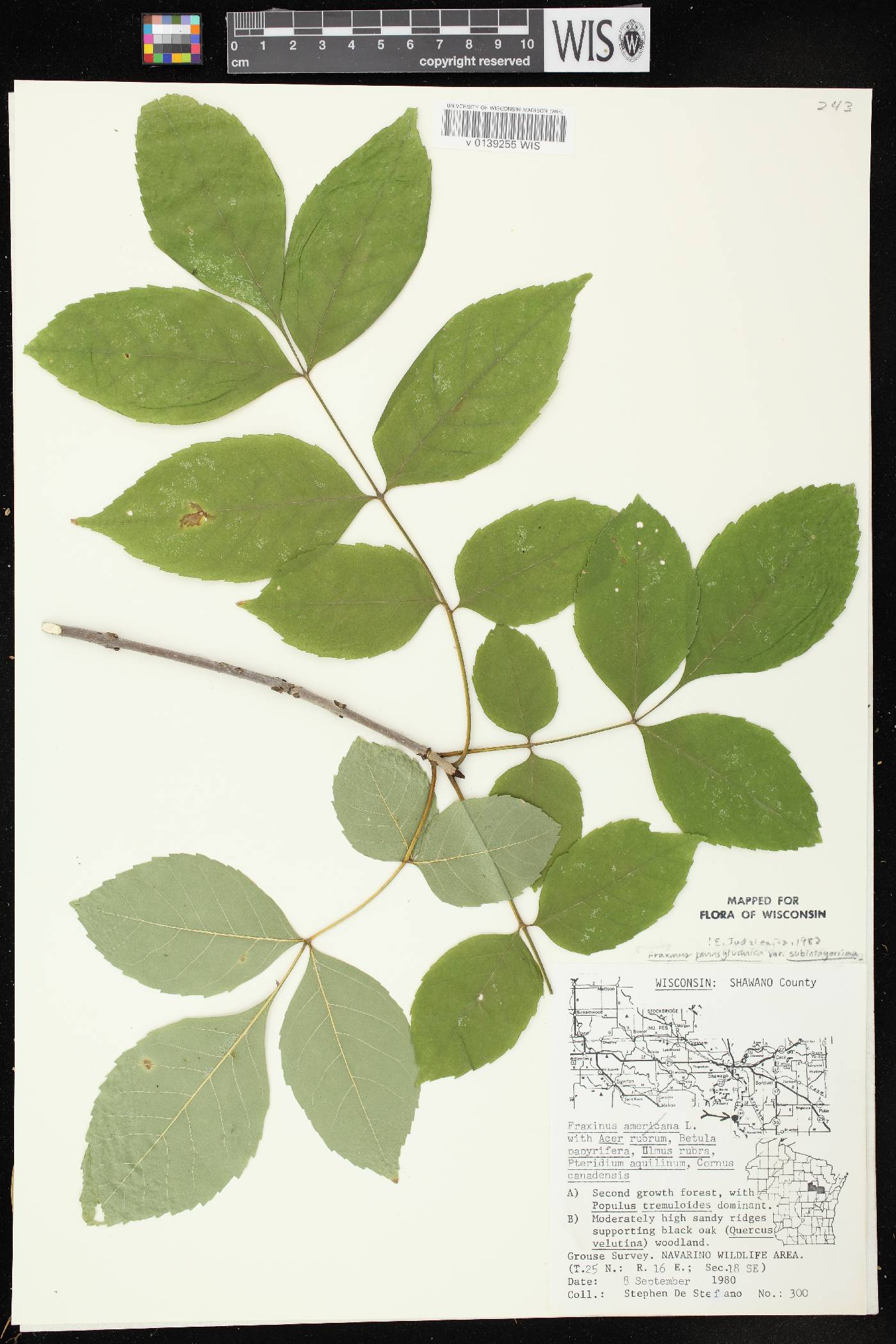 Fraxinus pennsylvanica image