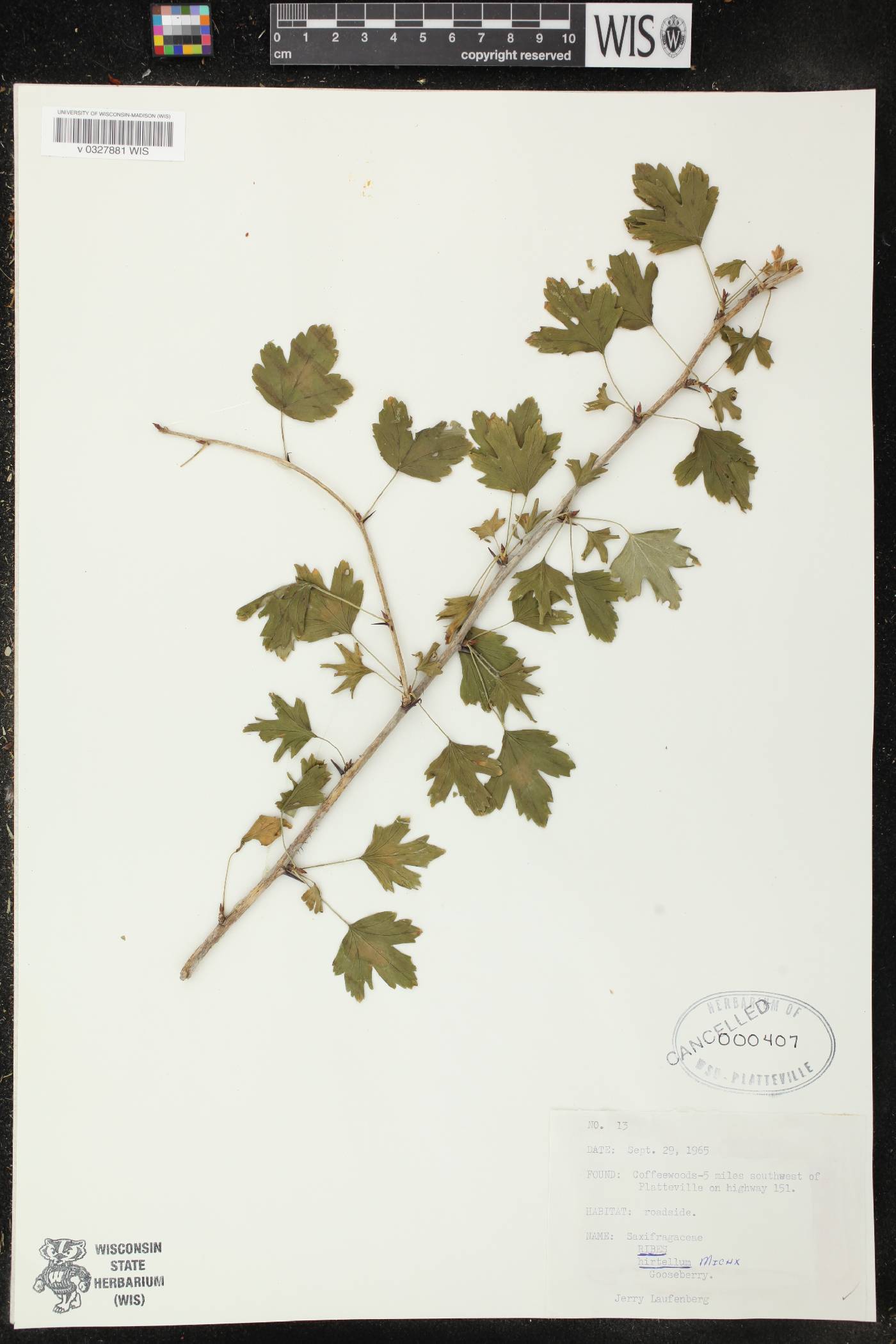 Ribes hirtellum image