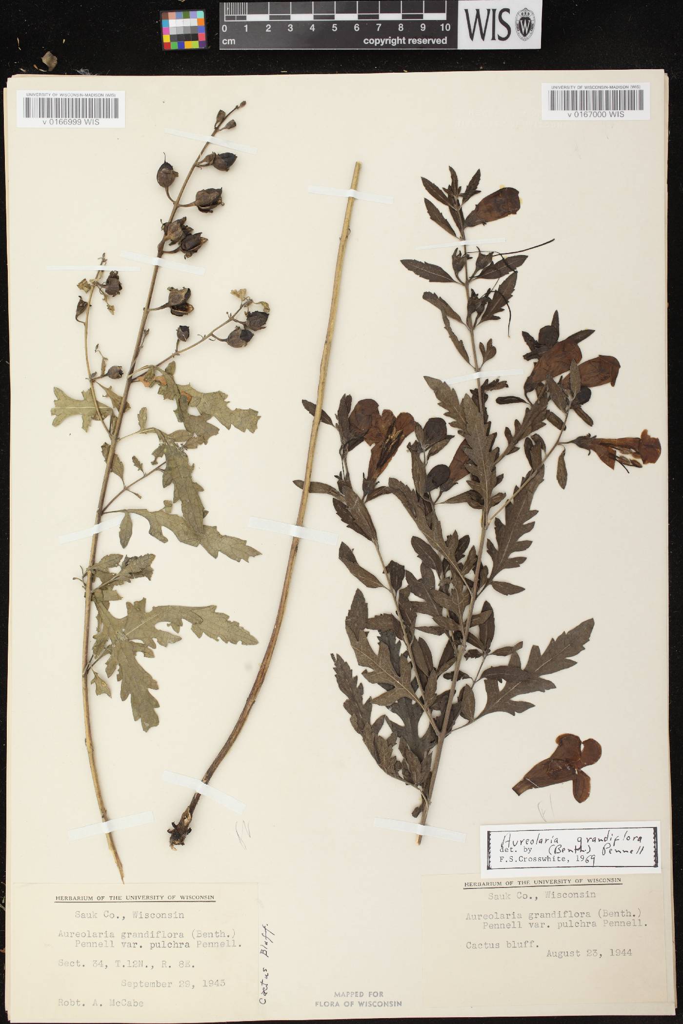Aureolaria grandiflora var. pulchra image