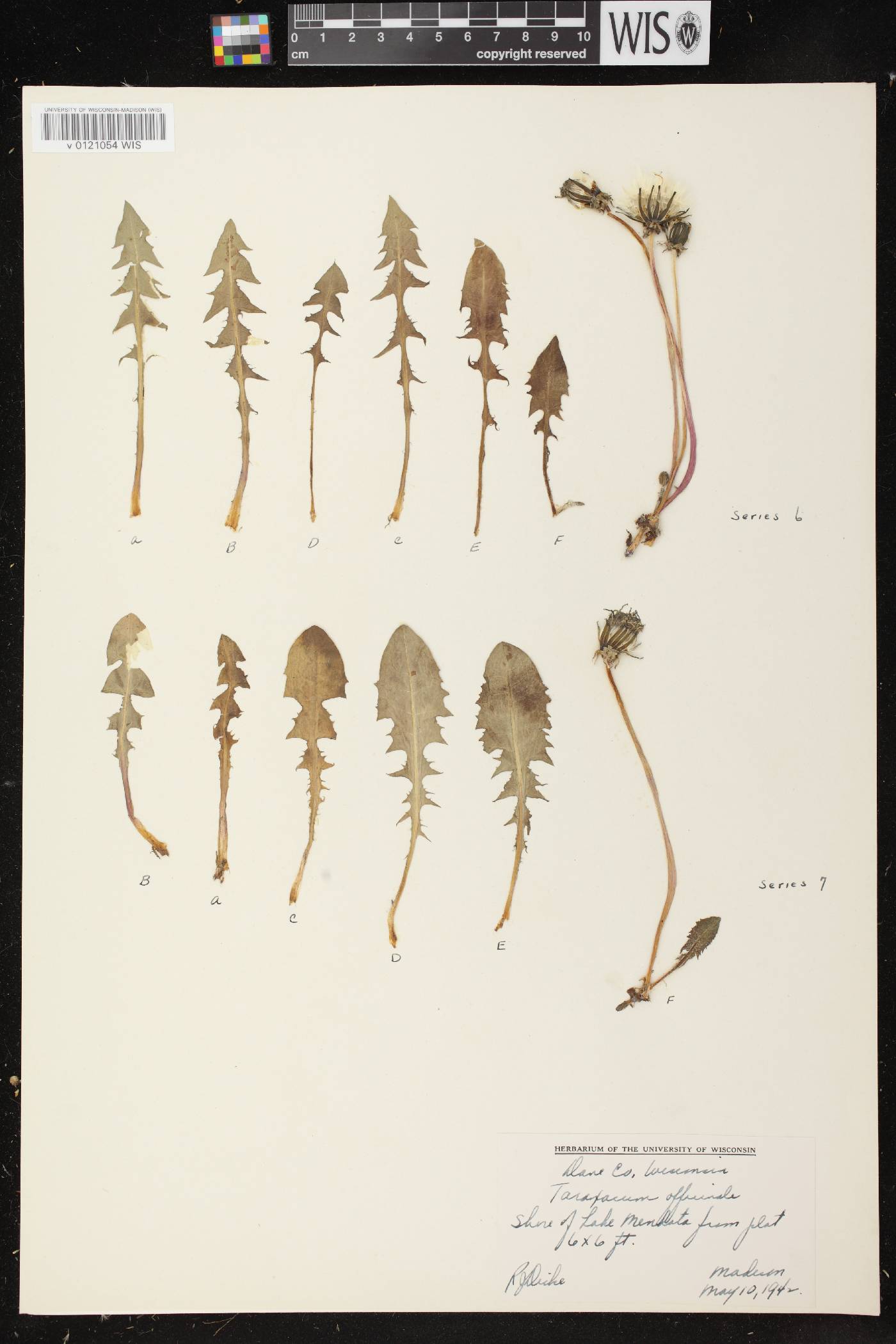 Taraxacum officinale image