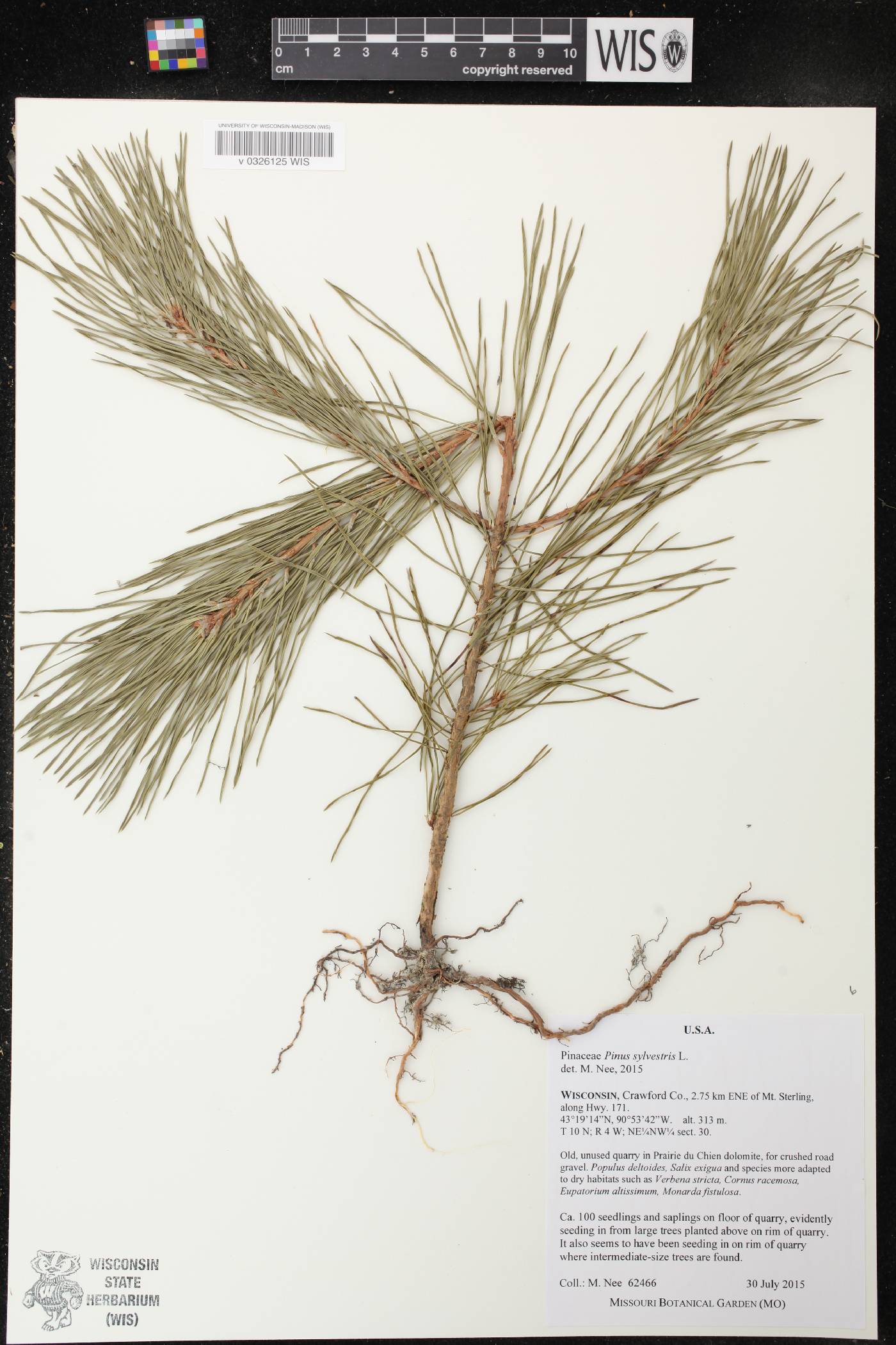 Pinus sylvestris image