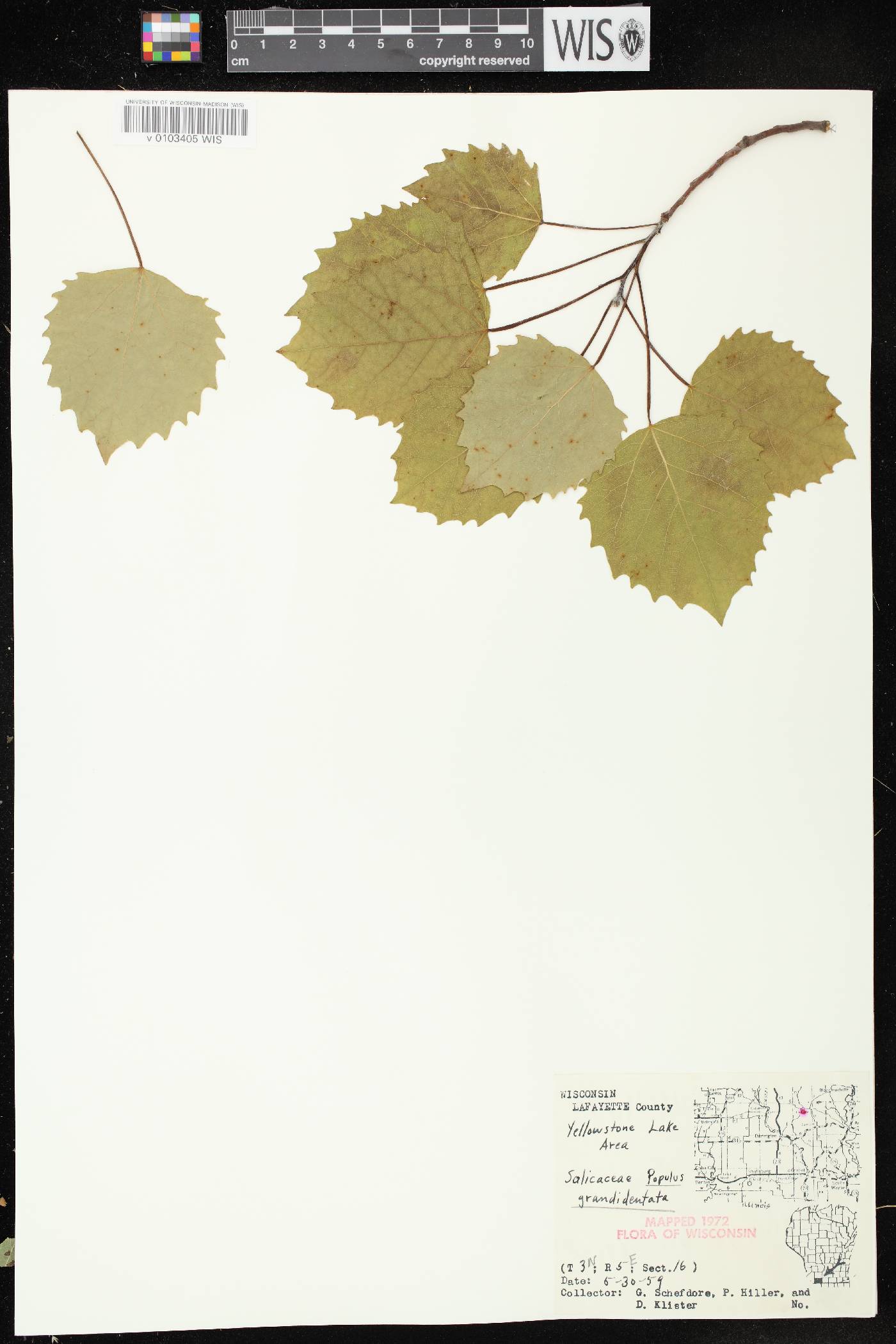 Populus grandidentata image