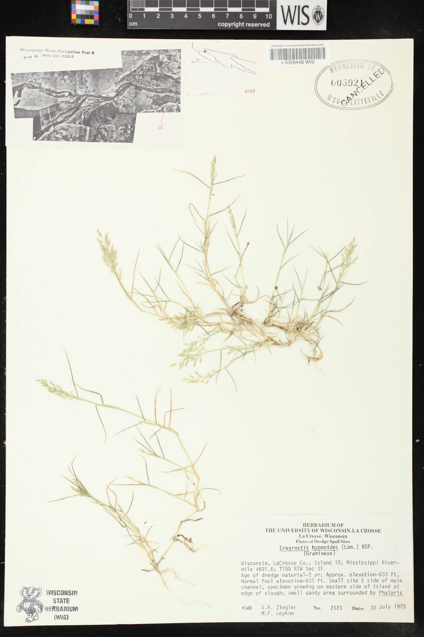 Eragrostis hypnoides image