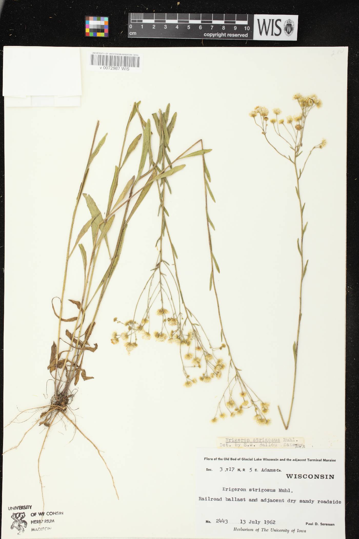 Erigeron strigosus image