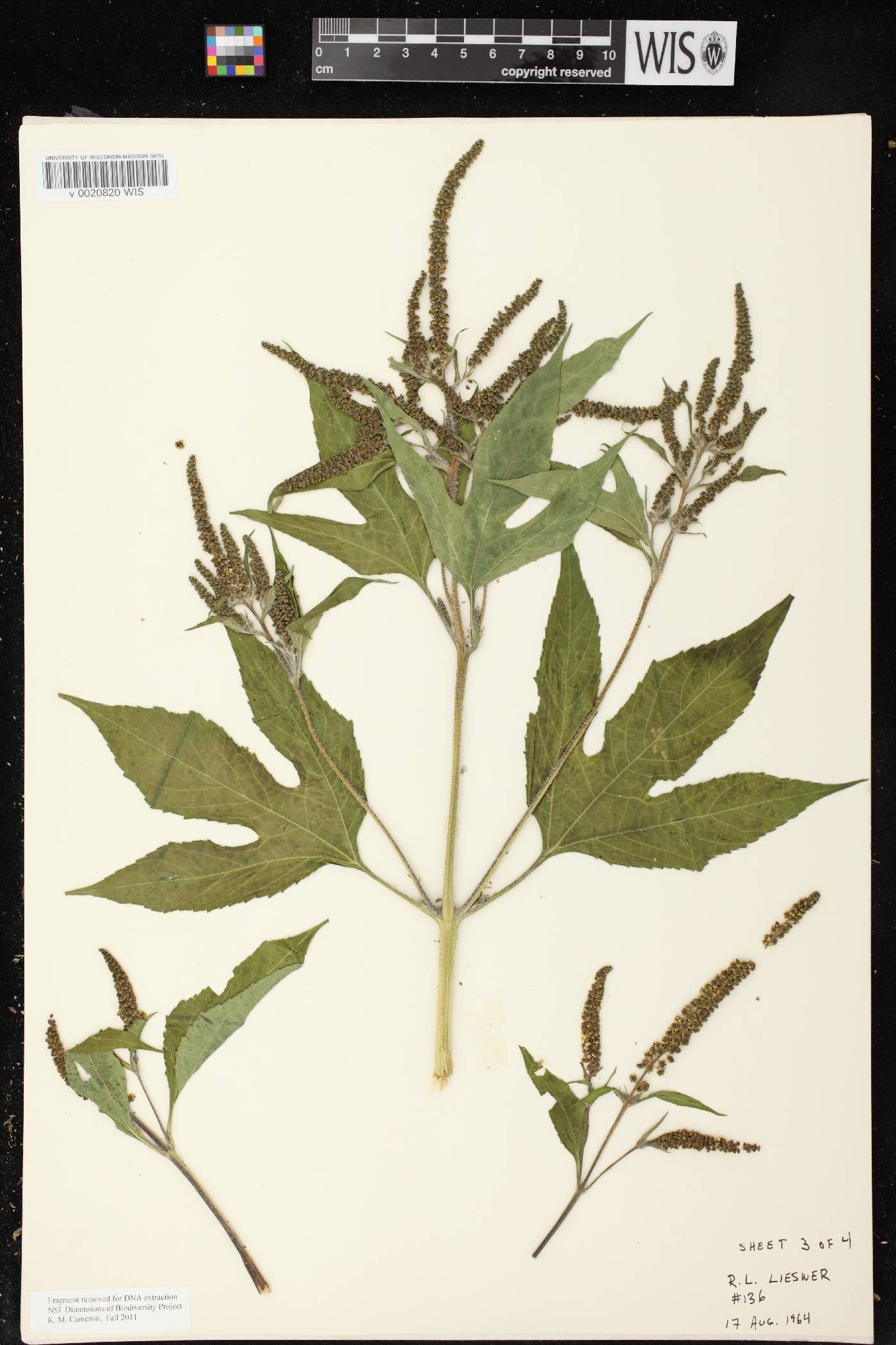 Ambrosia trifida image