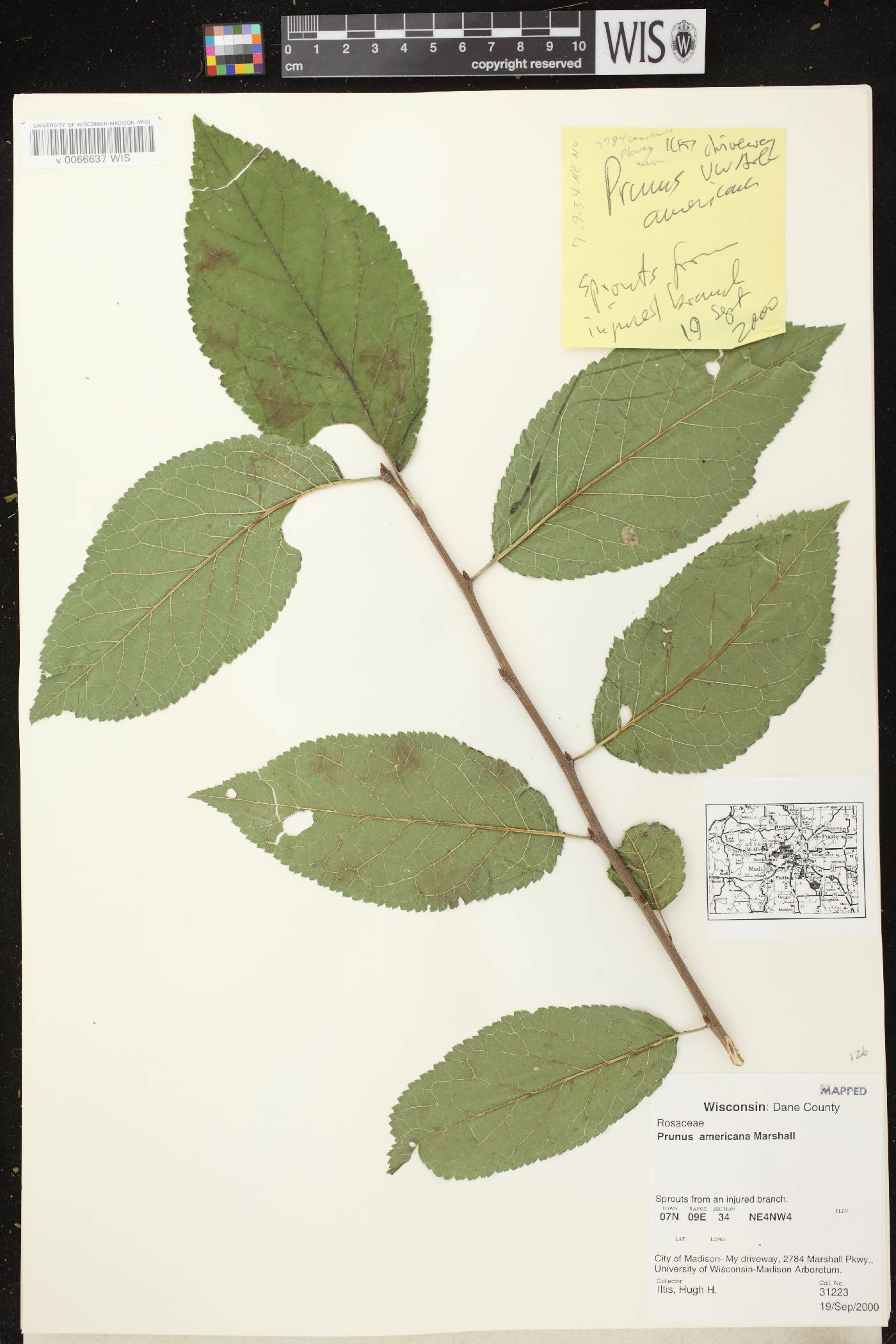Prunus americana image