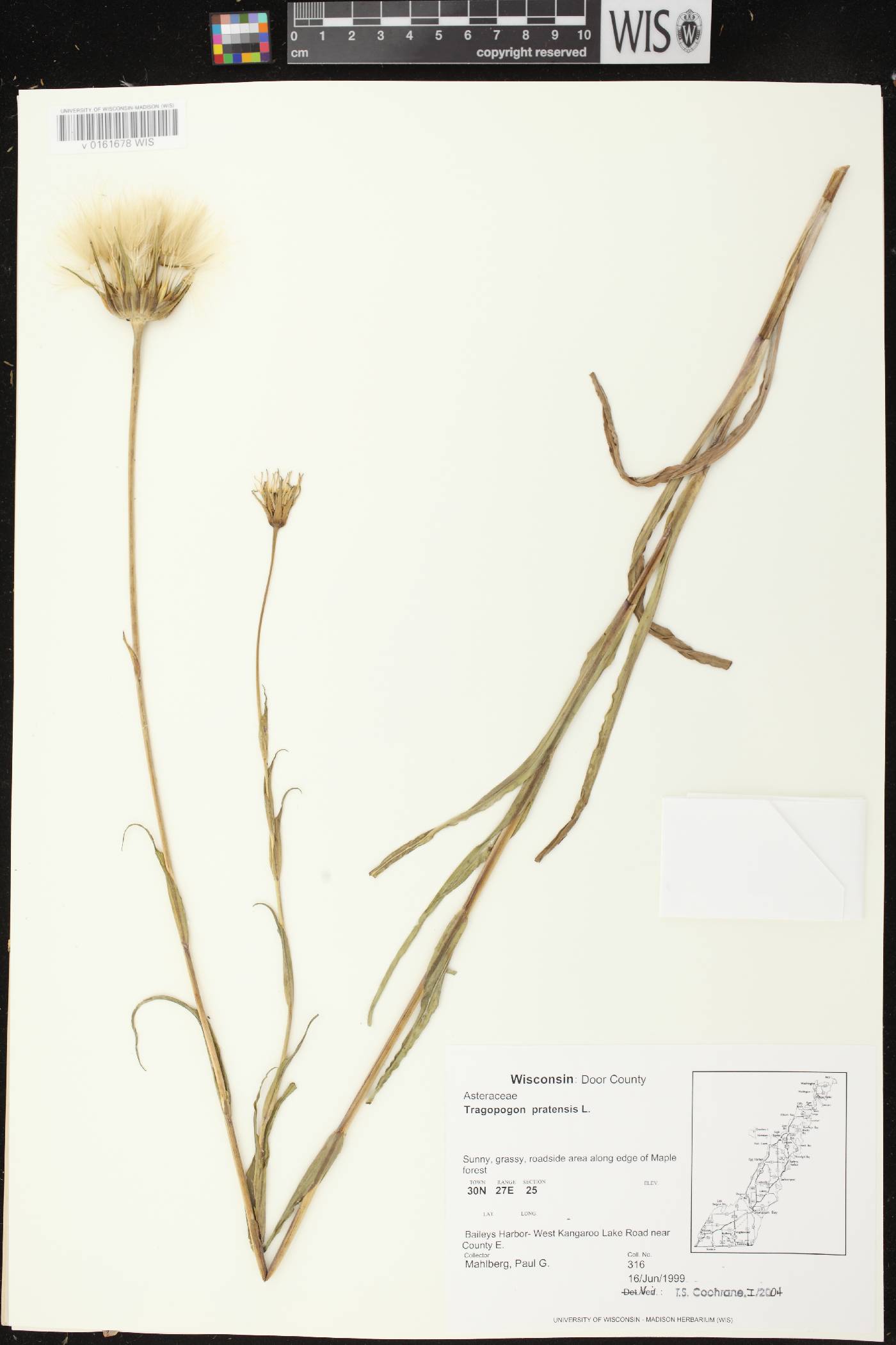 Tragopogon pratensis image
