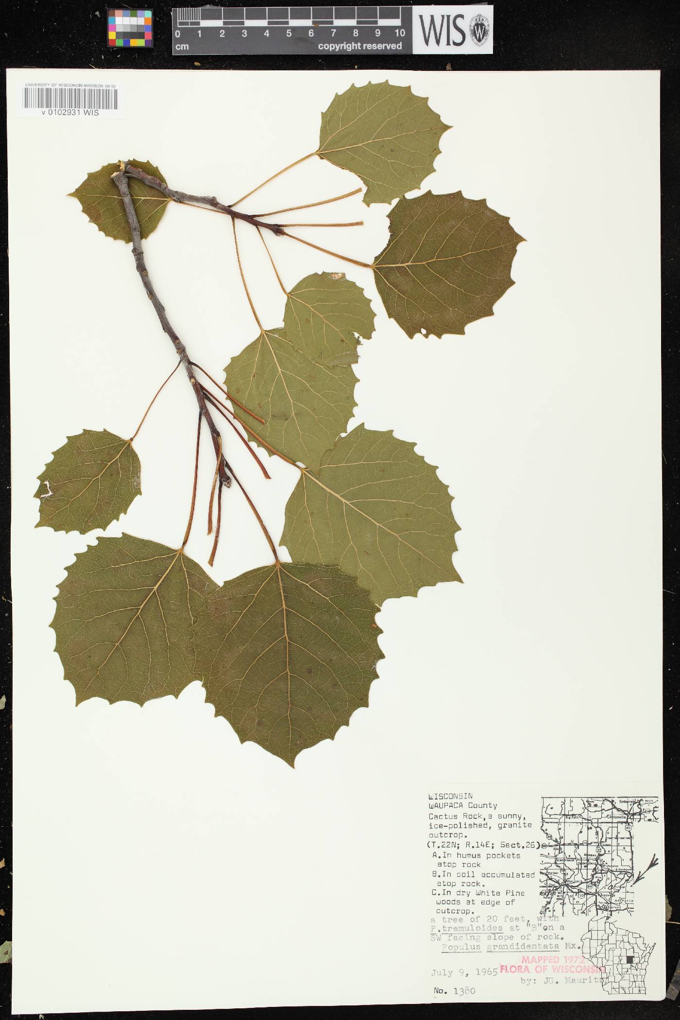 Populus grandidentata image
