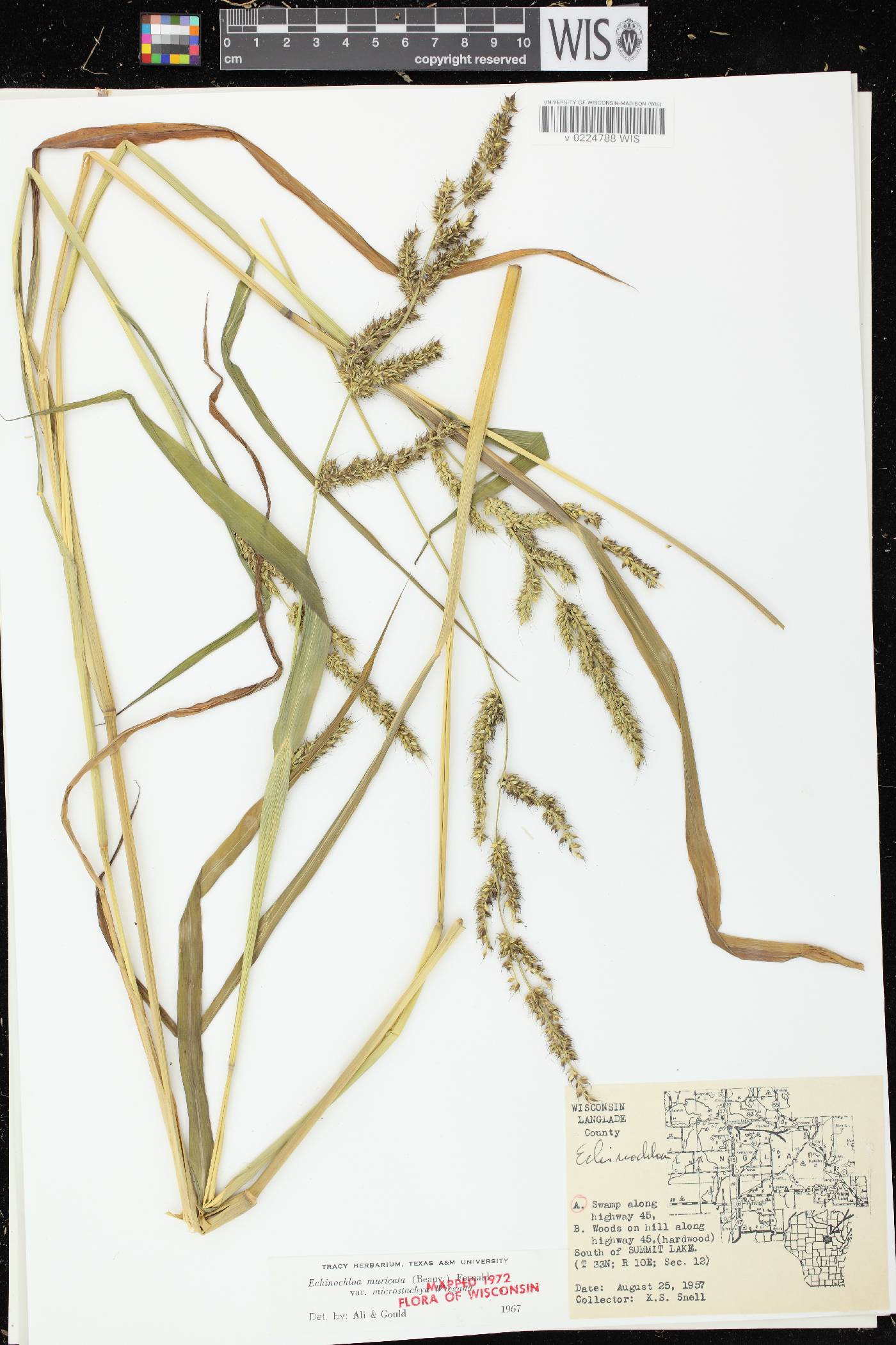 Echinochloa muricata var. microstachya image