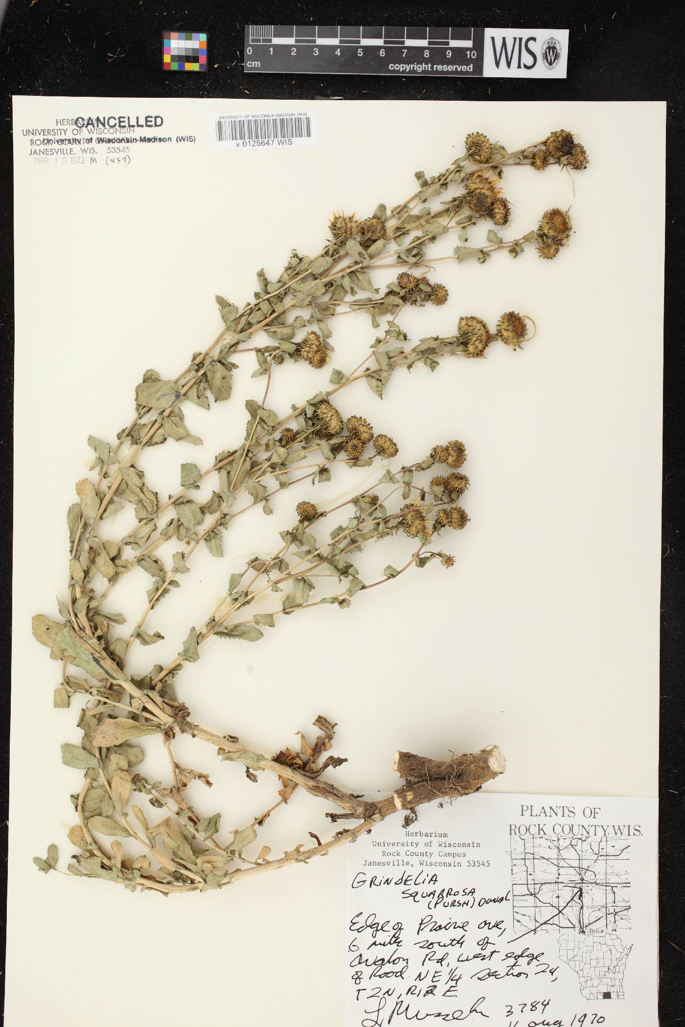 Grindelia squarrosa image