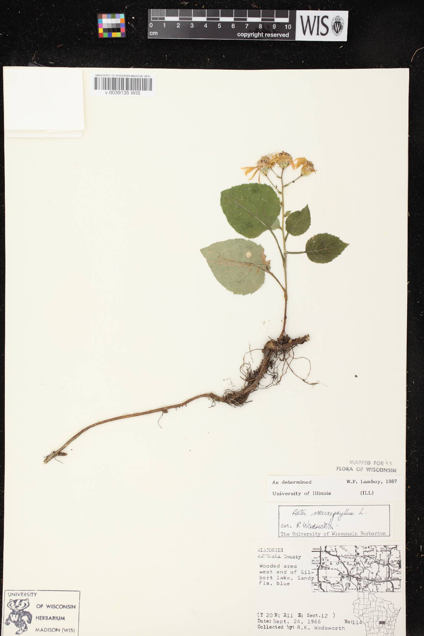 Eurybia macrophylla image