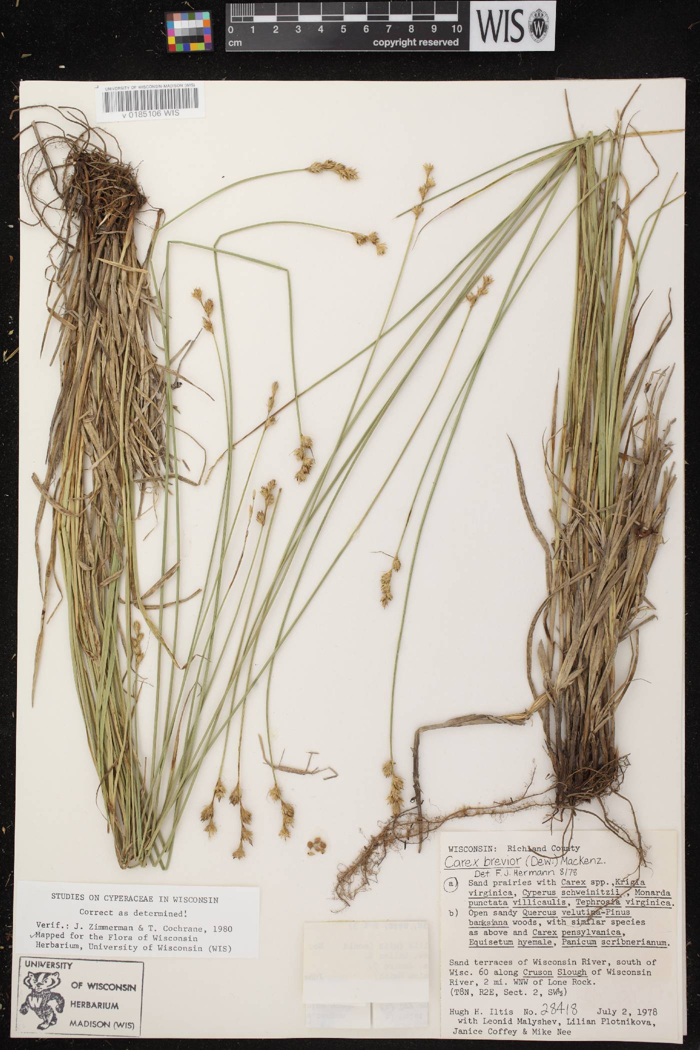 Carex brevior image