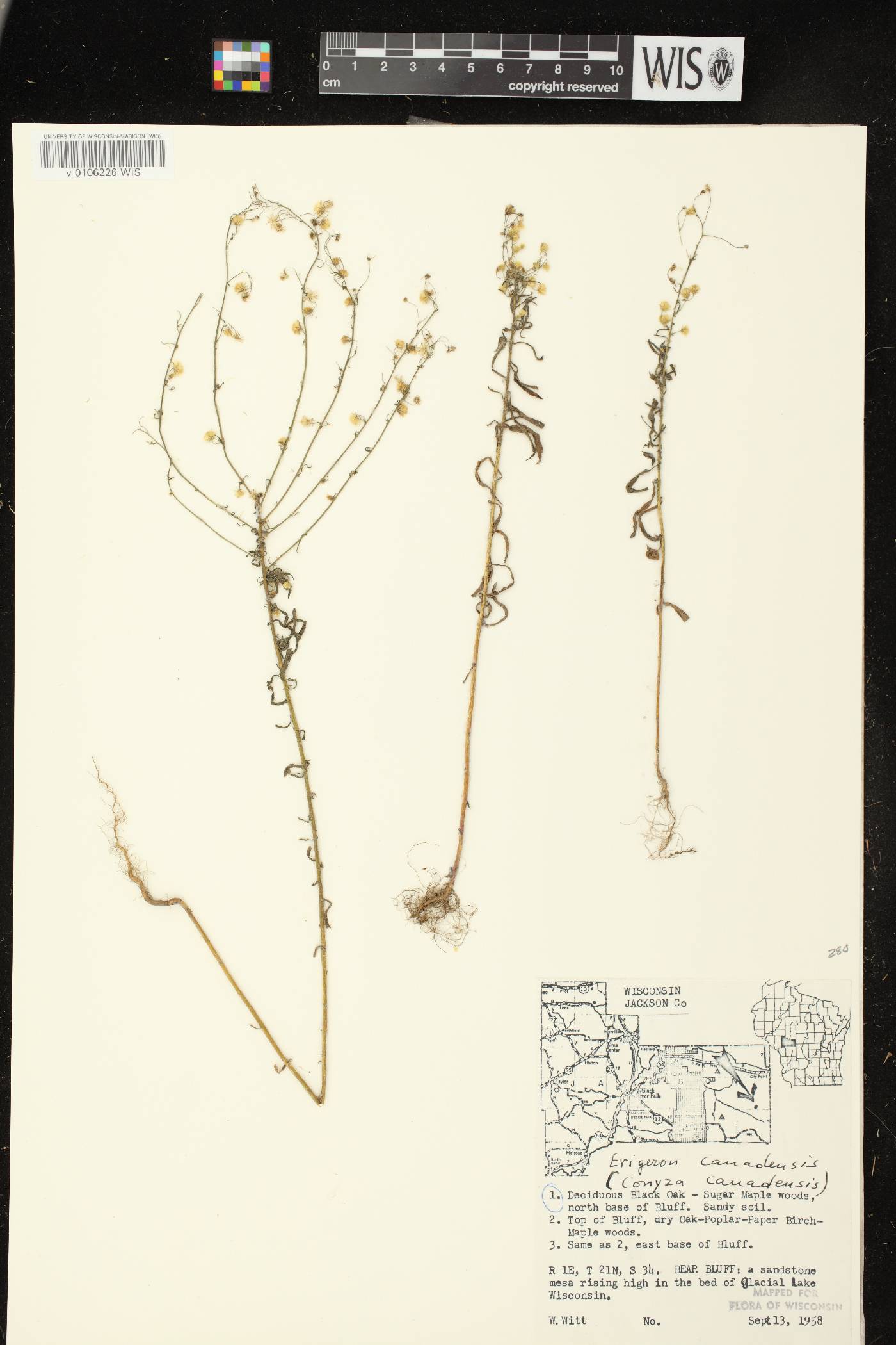 Conyza canadensis image
