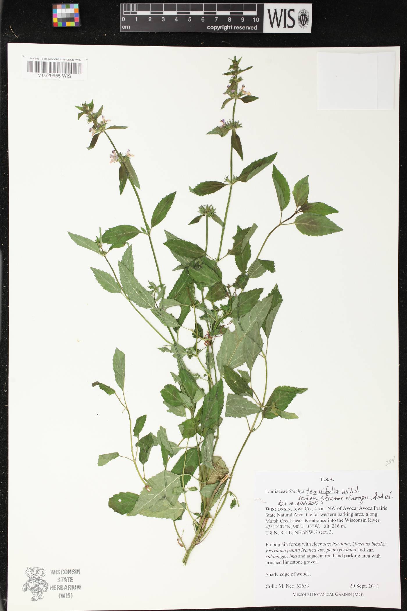 Stachys tenuifolia image