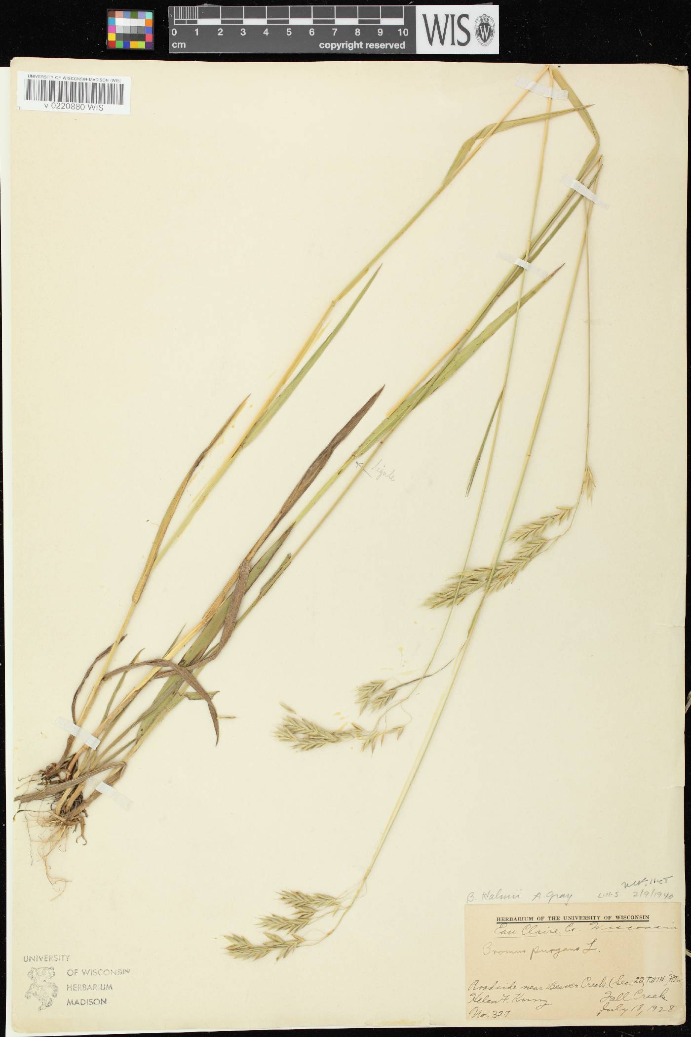 Bromus kalmii image