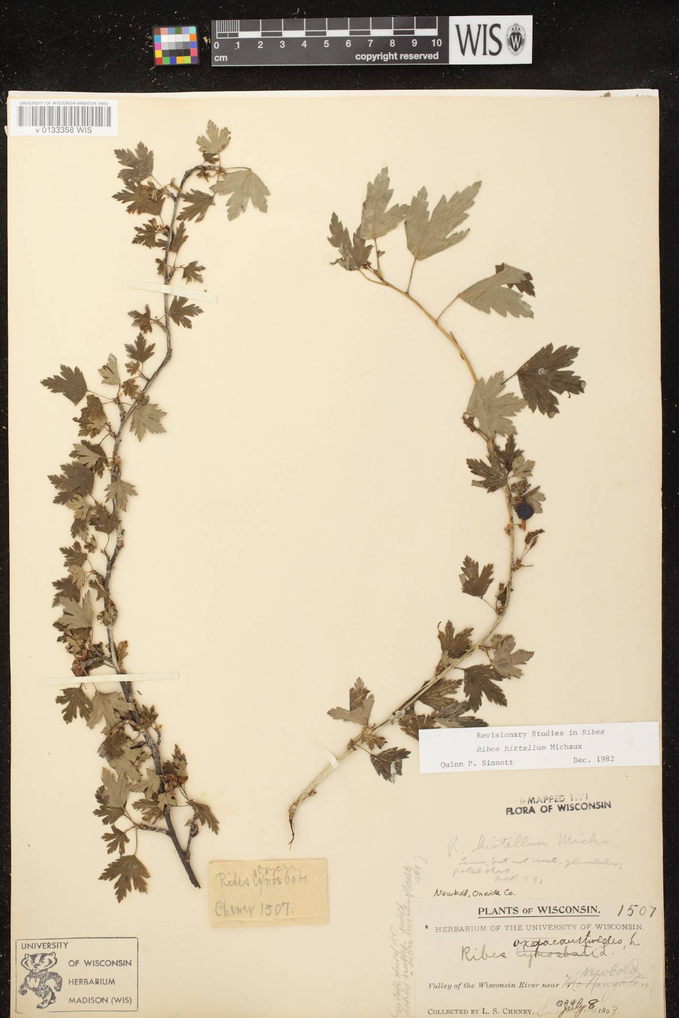 Ribes hirtellum image