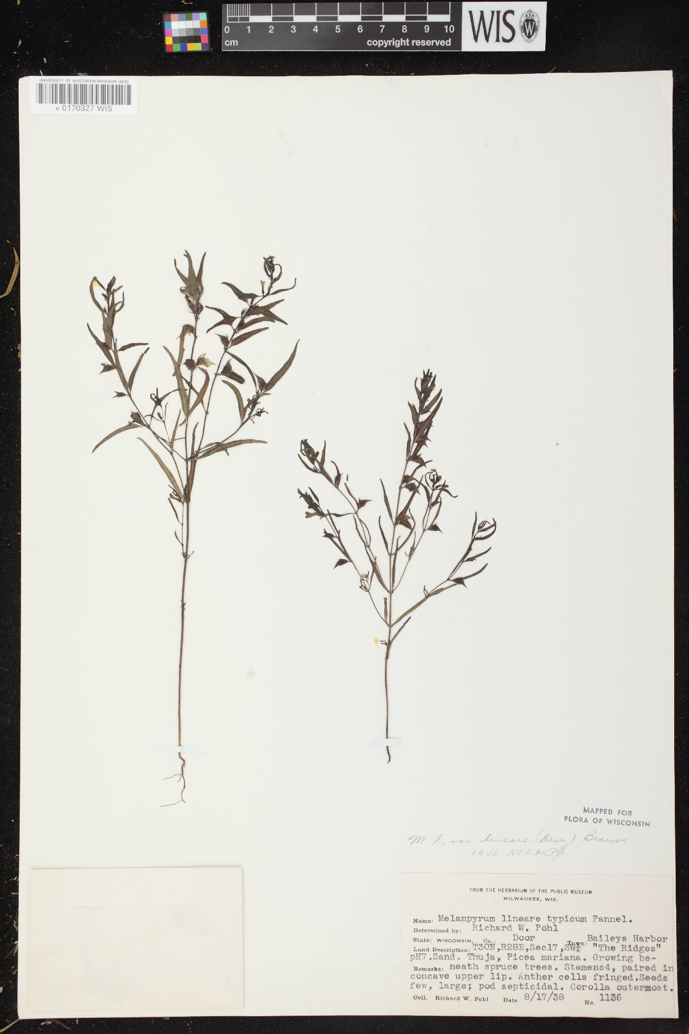 Melampyrum lineare image
