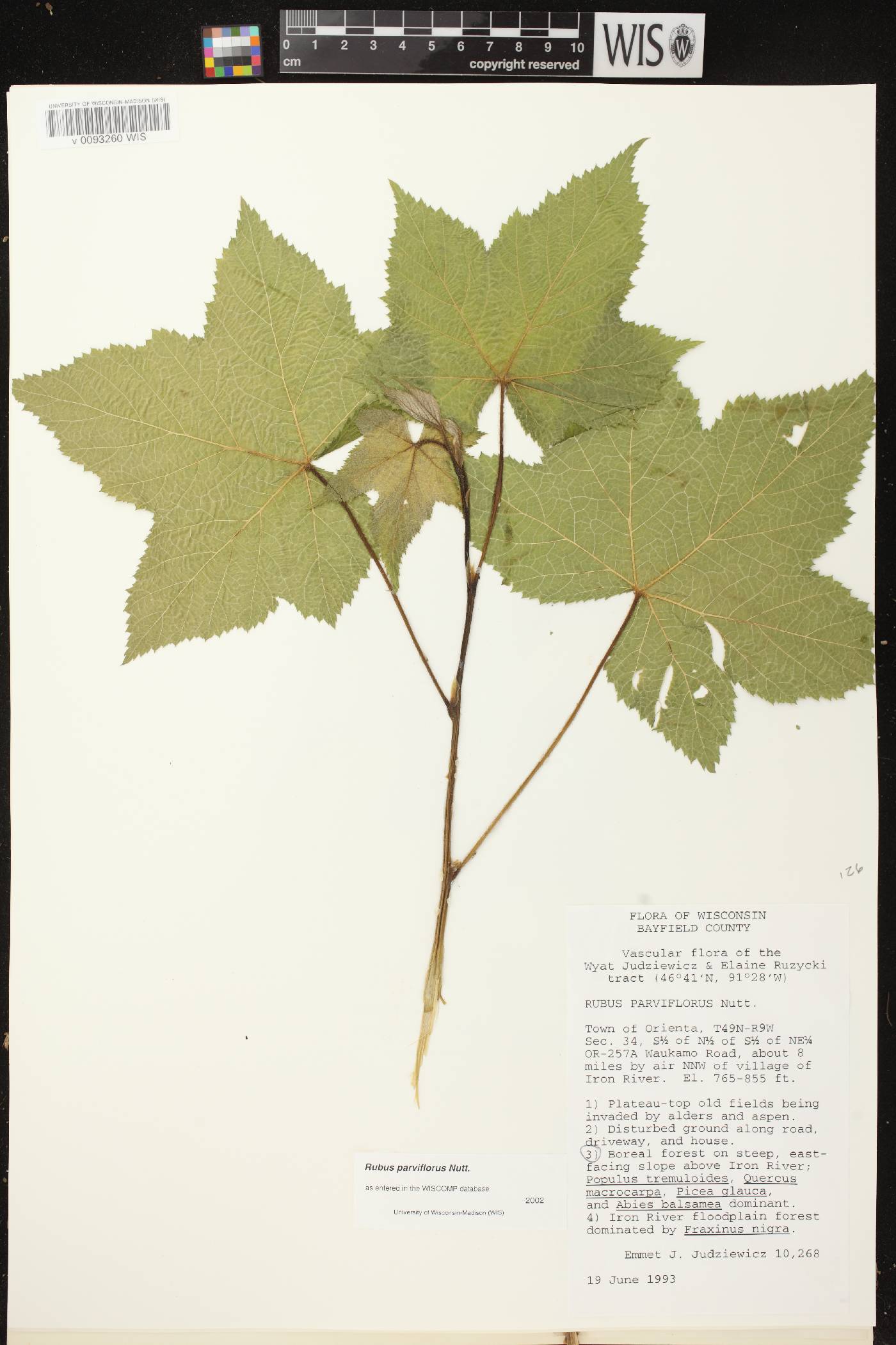 Rubus parviflorus image