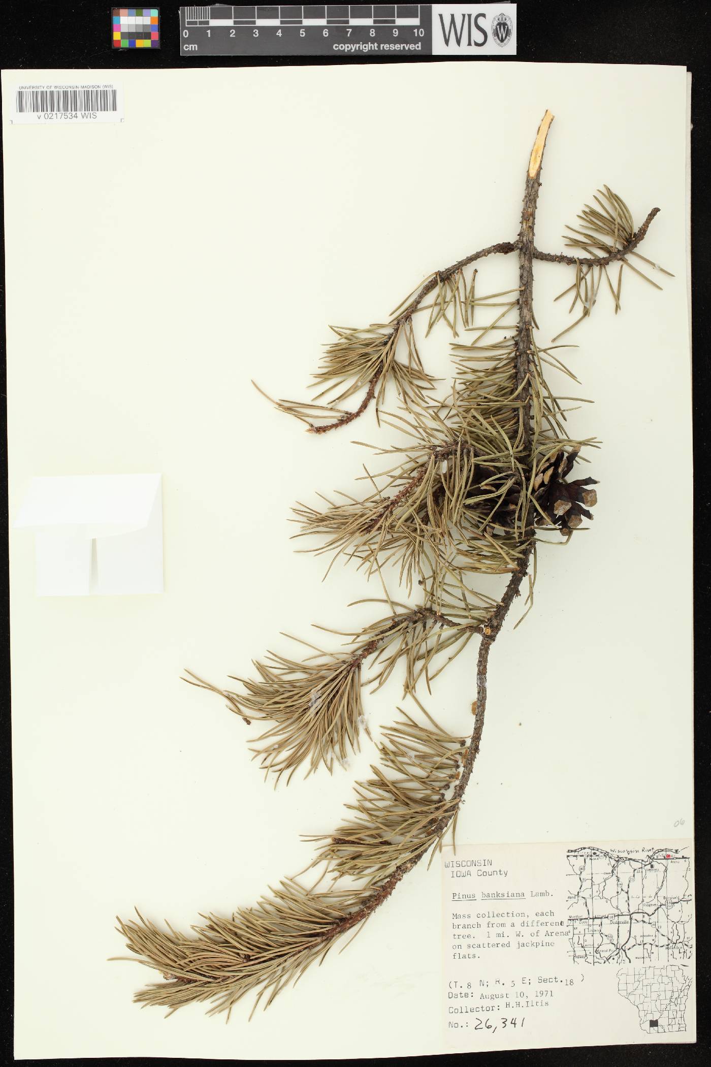 Pinus banksiana image
