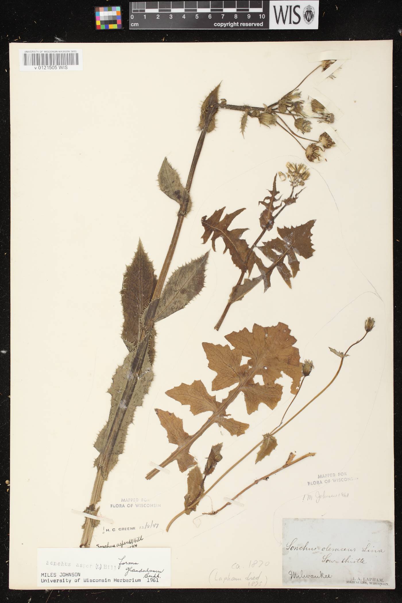 Sonchus oleraceus image