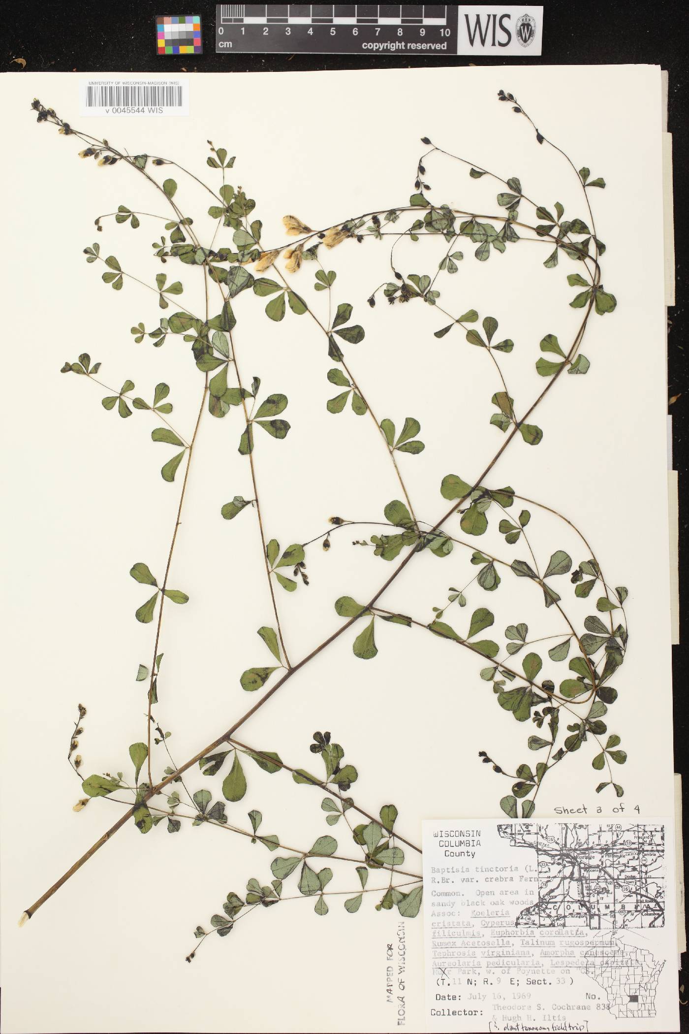 Baptisia tinctoria image