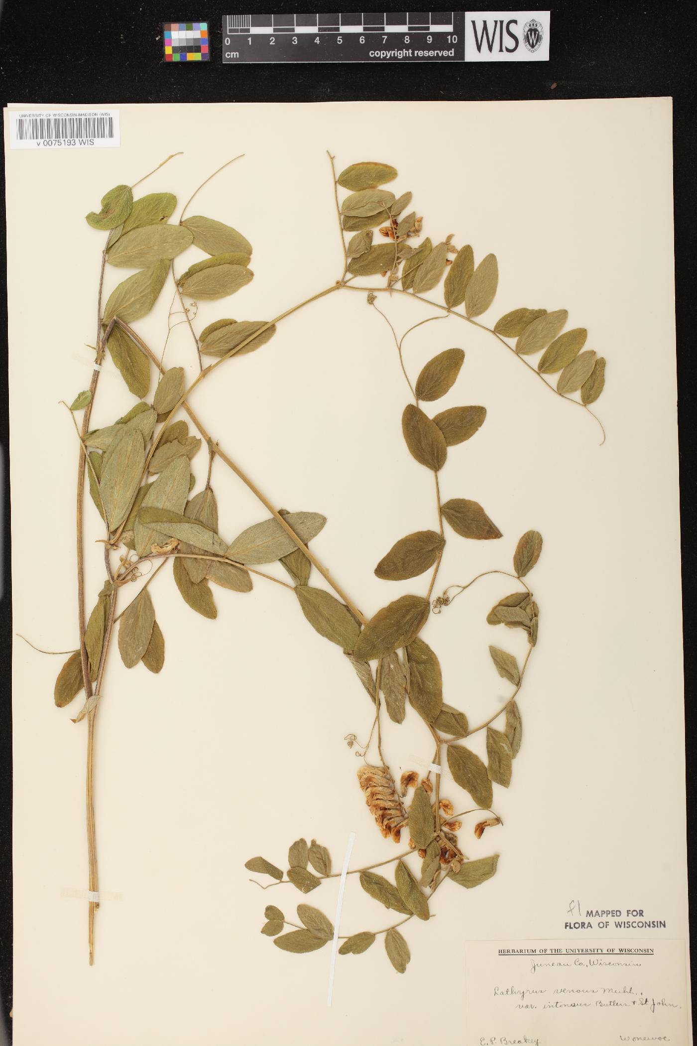 Lathyrus venosus image