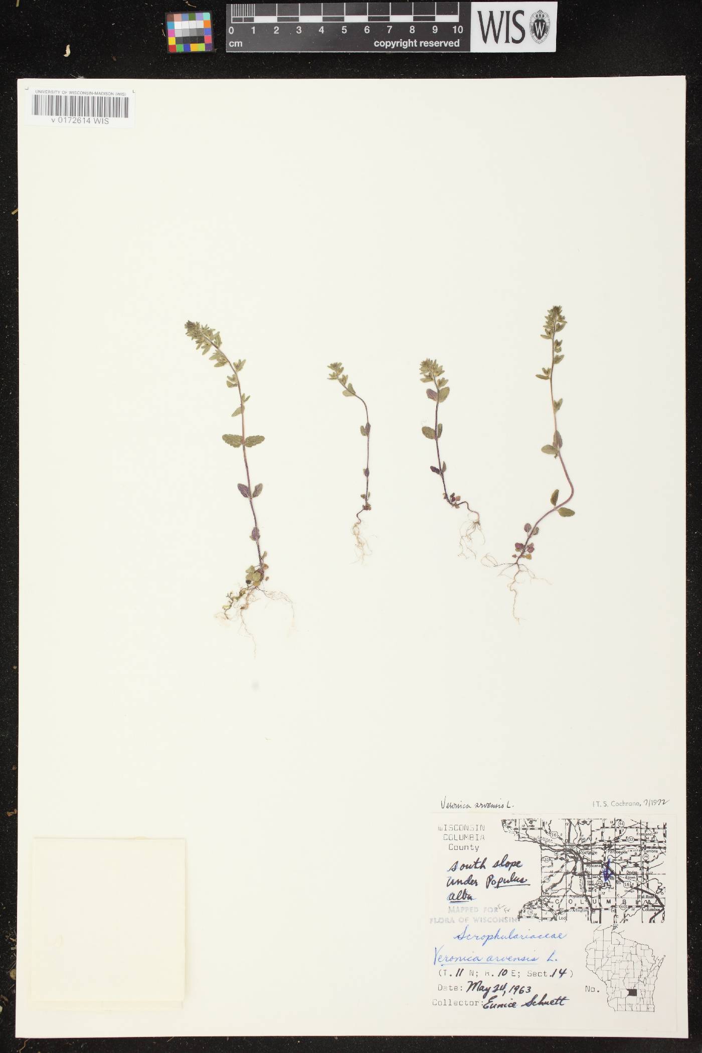 Veronica arvensis image